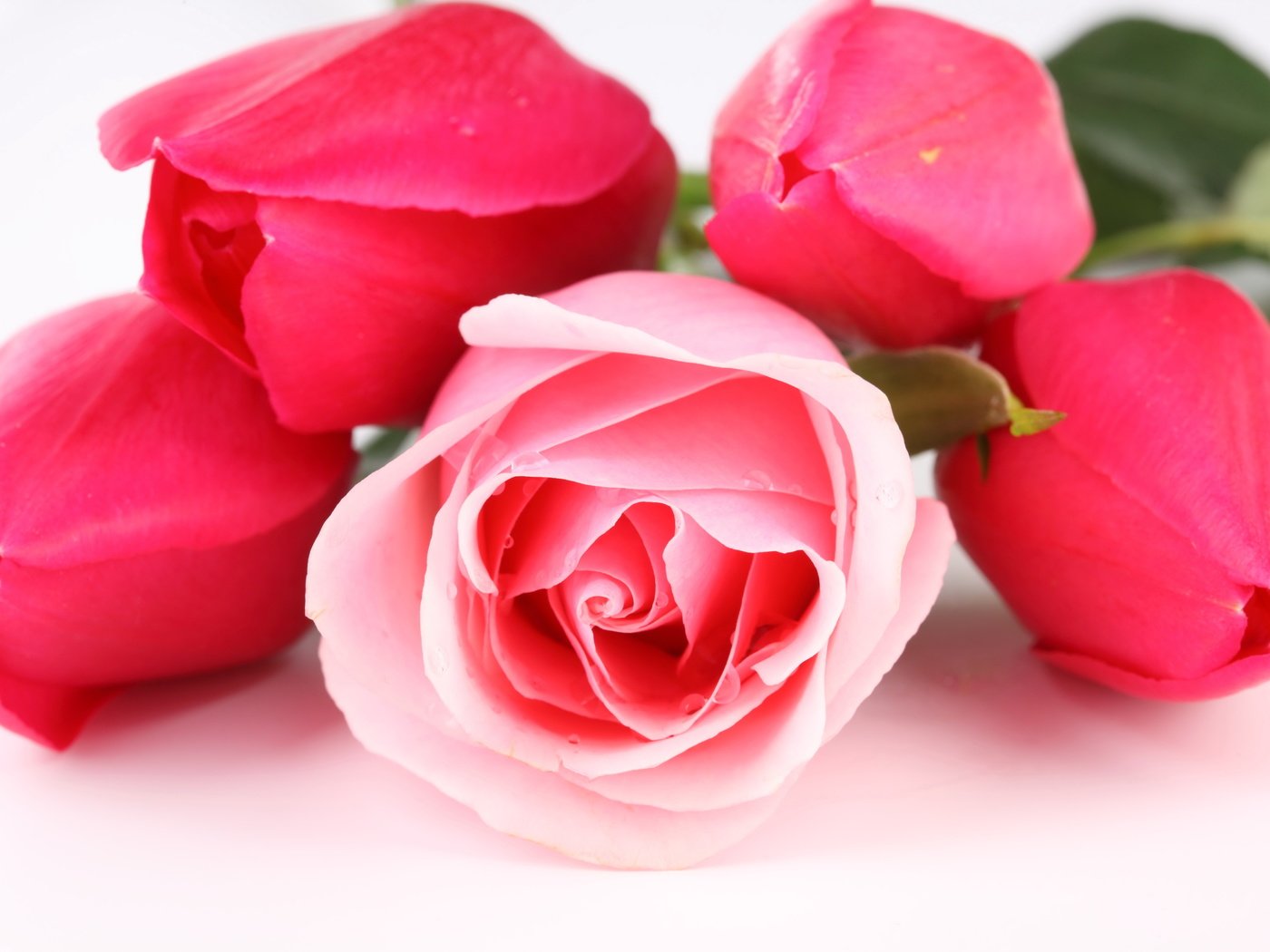 Обои цветы, бутоны, розы, лепестки, букет, тюльпаны, flowers, buds, roses, petals, bouquet, tulips разрешение 5616x3744 Загрузить