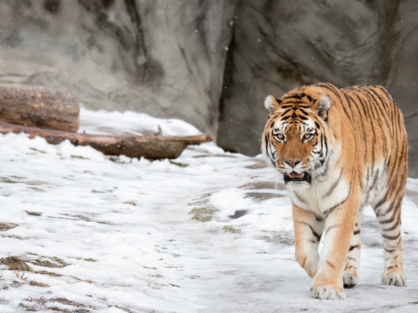 Обои тигр, морда, снег, взгляд, хищник, дикая кошка, амурский, tiger, face, snow, look, predator, wild cat, amur разрешение 3000x2000 Загрузить