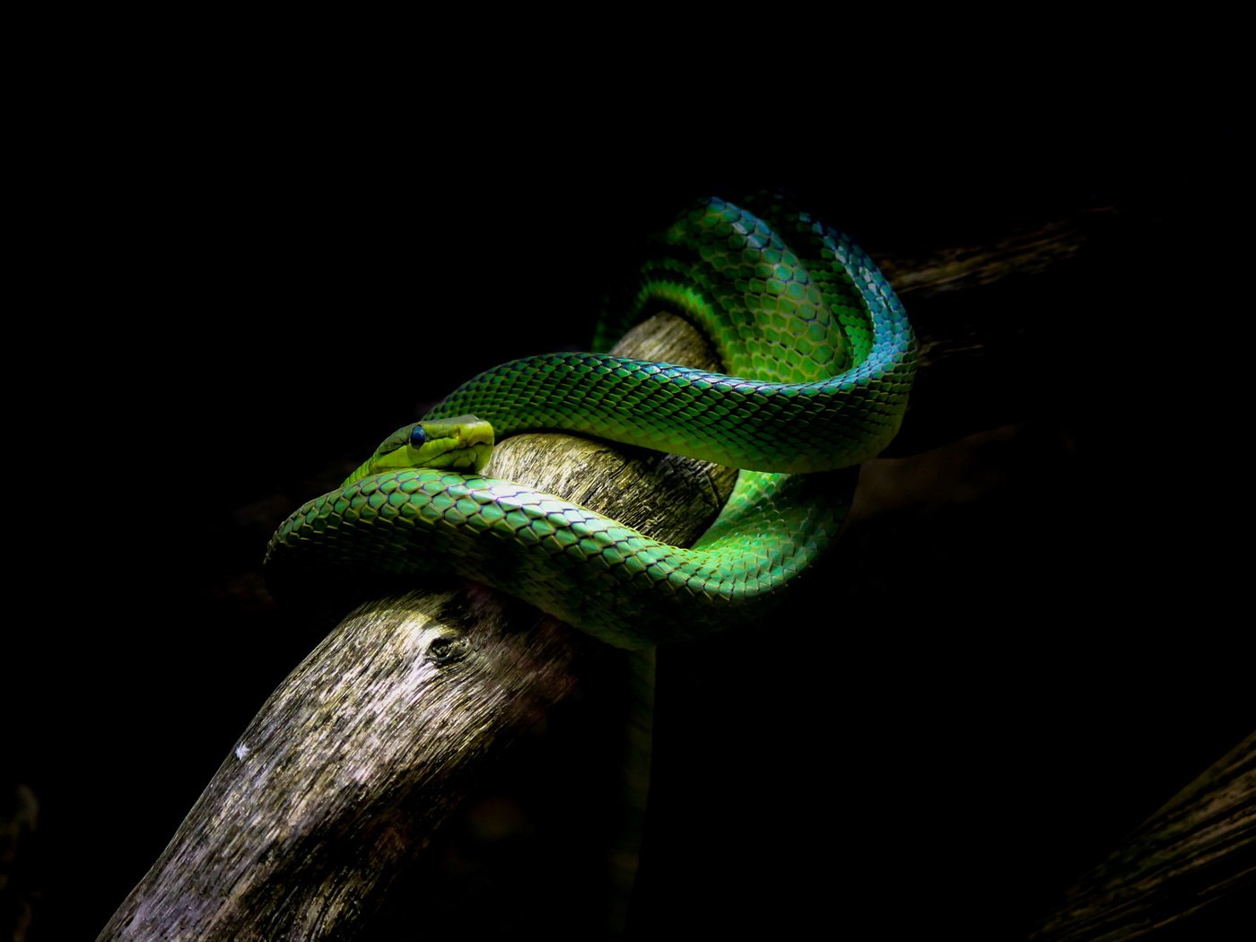 Обои змея, черный фон, ствол, рептилия, пресмыкающиеся, snake, black background, trunk, reptile, reptiles разрешение 2560x1600 Загрузить