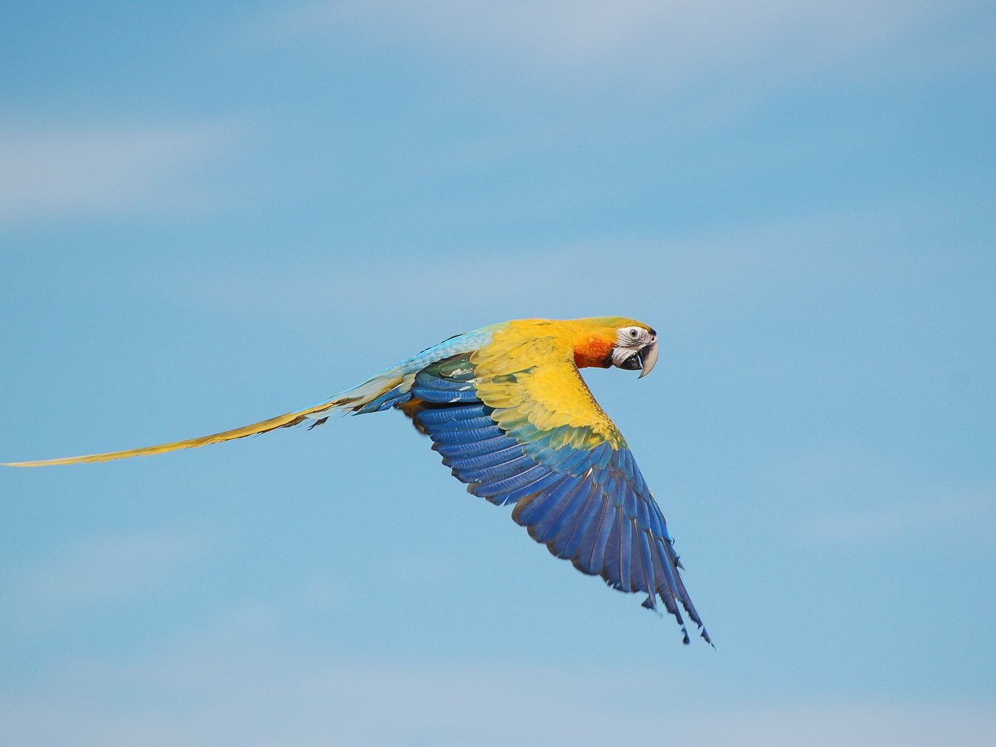 Обои небо, полет, крылья, птица, клюв, хвост, попугай, ара, the sky, flight, wings, bird, beak, tail, parrot, ara разрешение 3008x2000 Загрузить