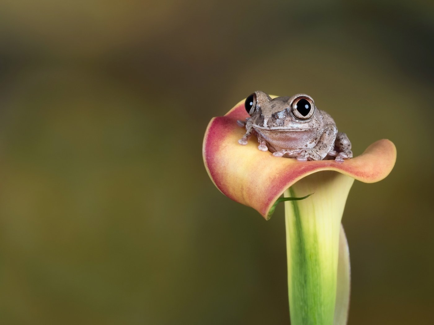 Обои глаза, цветок, лето, взгляд, лягушка, eyes, flower, summer, look, frog разрешение 2560x1758 Загрузить