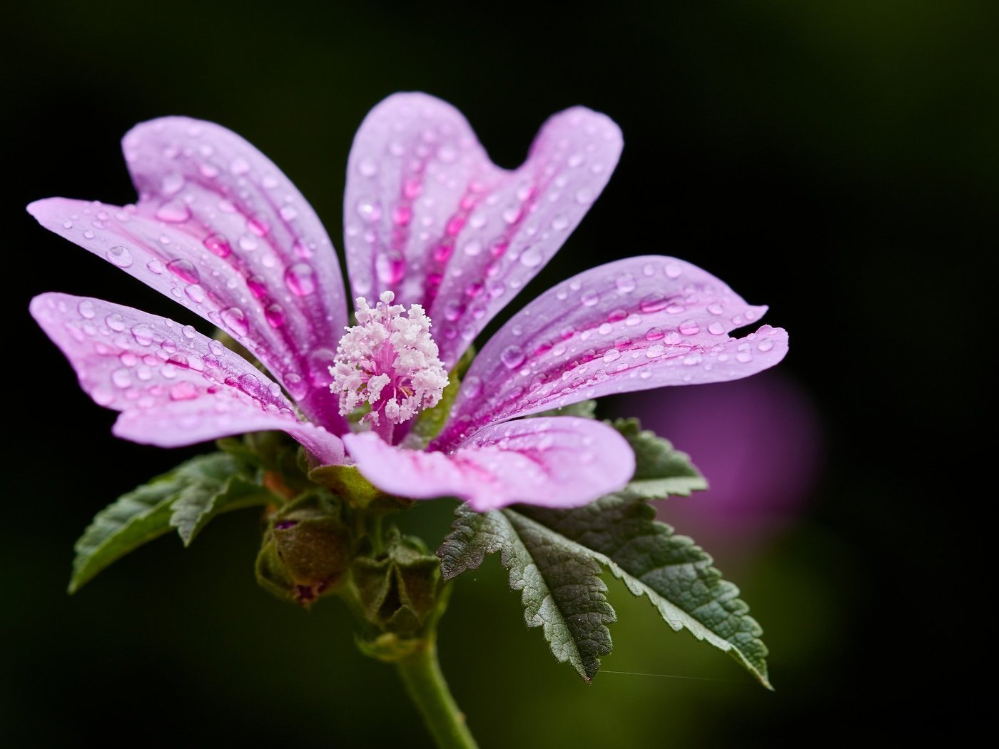 Обои цветок, крупный план, боке, мальва, капельки воды, flower, close-up, bokeh, mallow, droplets of water разрешение 2048x1365 Загрузить