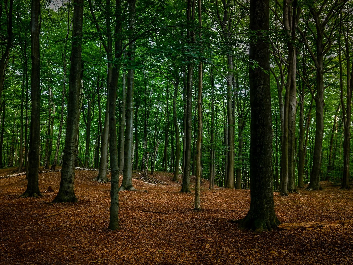 Обои деревья, природа, лес, стволы, trees, nature, forest, trunks разрешение 2909x1945 Загрузить