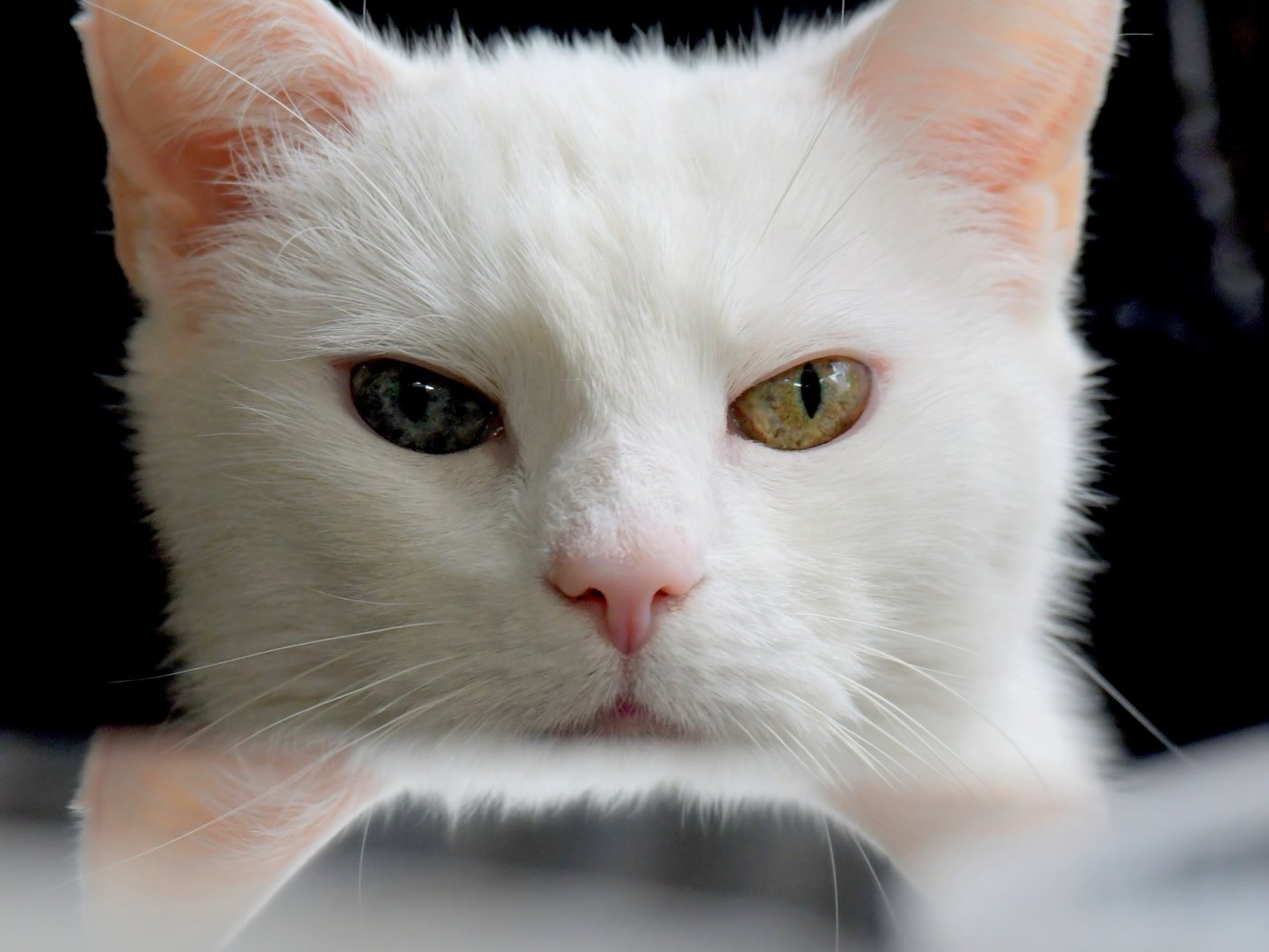 Морда белого кота