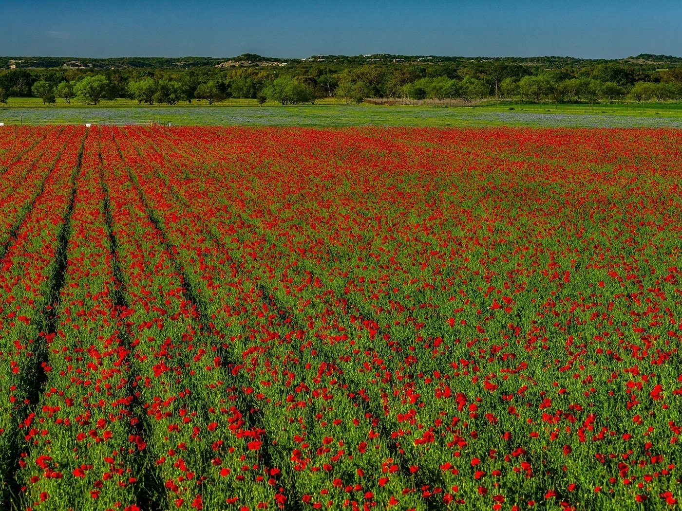Обои цветы, поле, горизонт, красные, маки, flowers, field, horizon, red, maki разрешение 1920x1080 Загрузить