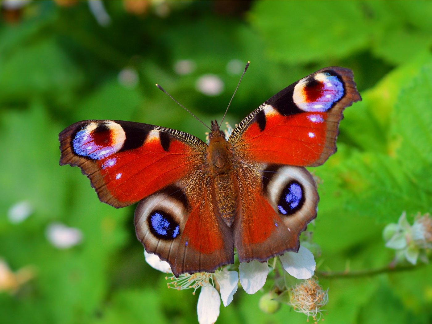 Крылья бабочки павлиний глаз