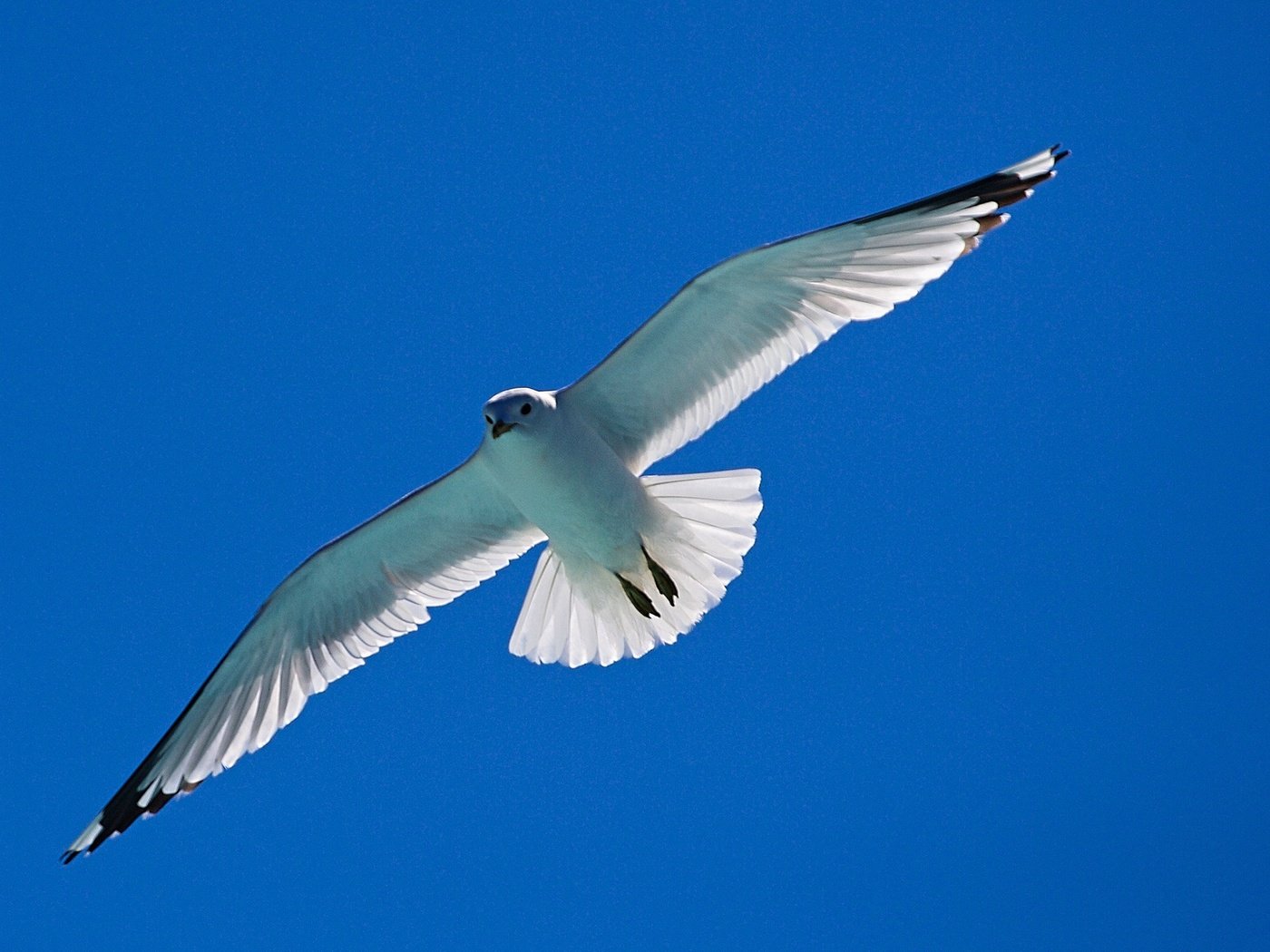 Обои небо, полет, крылья, чайка, птица, the sky, flight, wings, seagull, bird разрешение 2048x1151 Загрузить