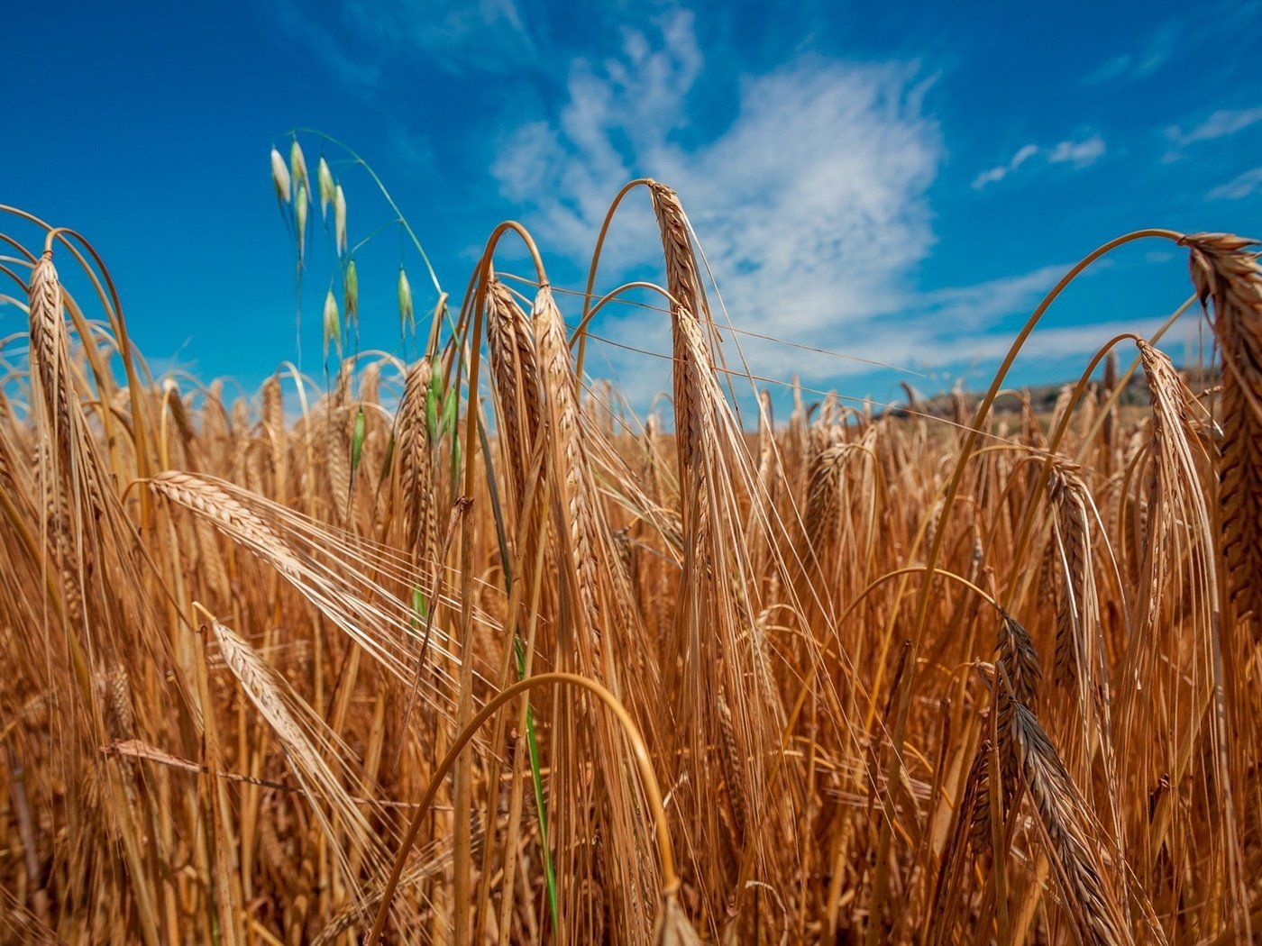 Обои небо, солнце, поле, колосья, пшеница, the sky, the sun, field, ears, wheat разрешение 2000x1333 Загрузить