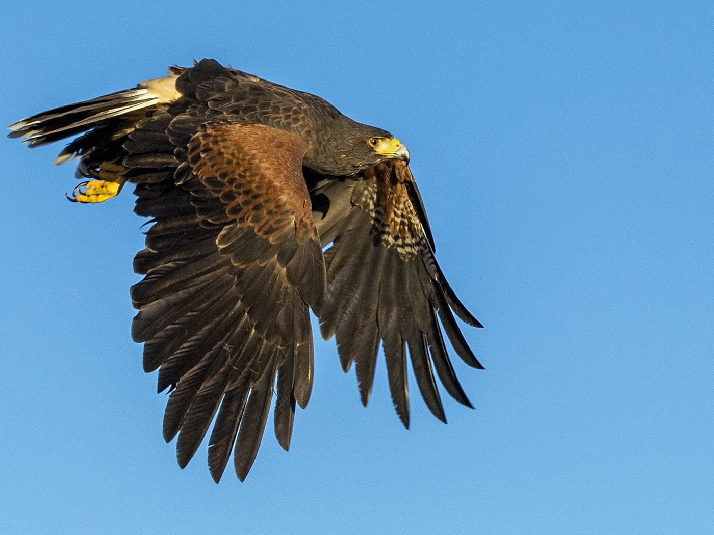 Обои полет, крылья, хищник, птица, клюв, ястреб, пустынный канюк, flight, wings, predator, bird, beak, hawk, desert buzzard разрешение 2048x1152 Загрузить