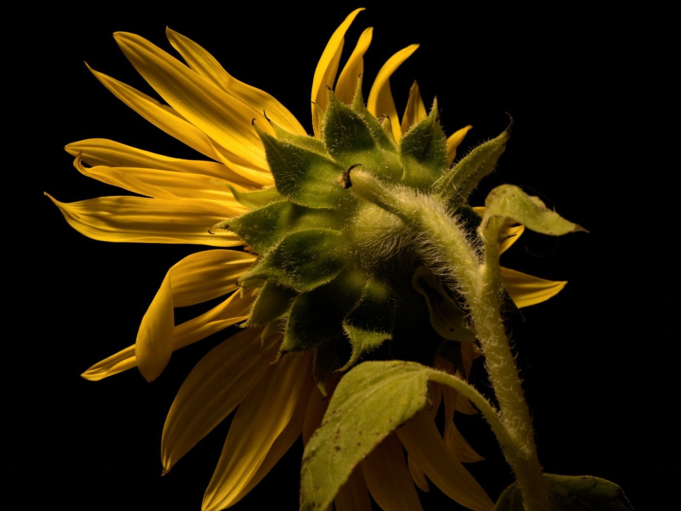 Обои природа, лепестки, подсолнух, черный фон, стебель, nature, petals, sunflower, black background, stem разрешение 6130x3798 Загрузить