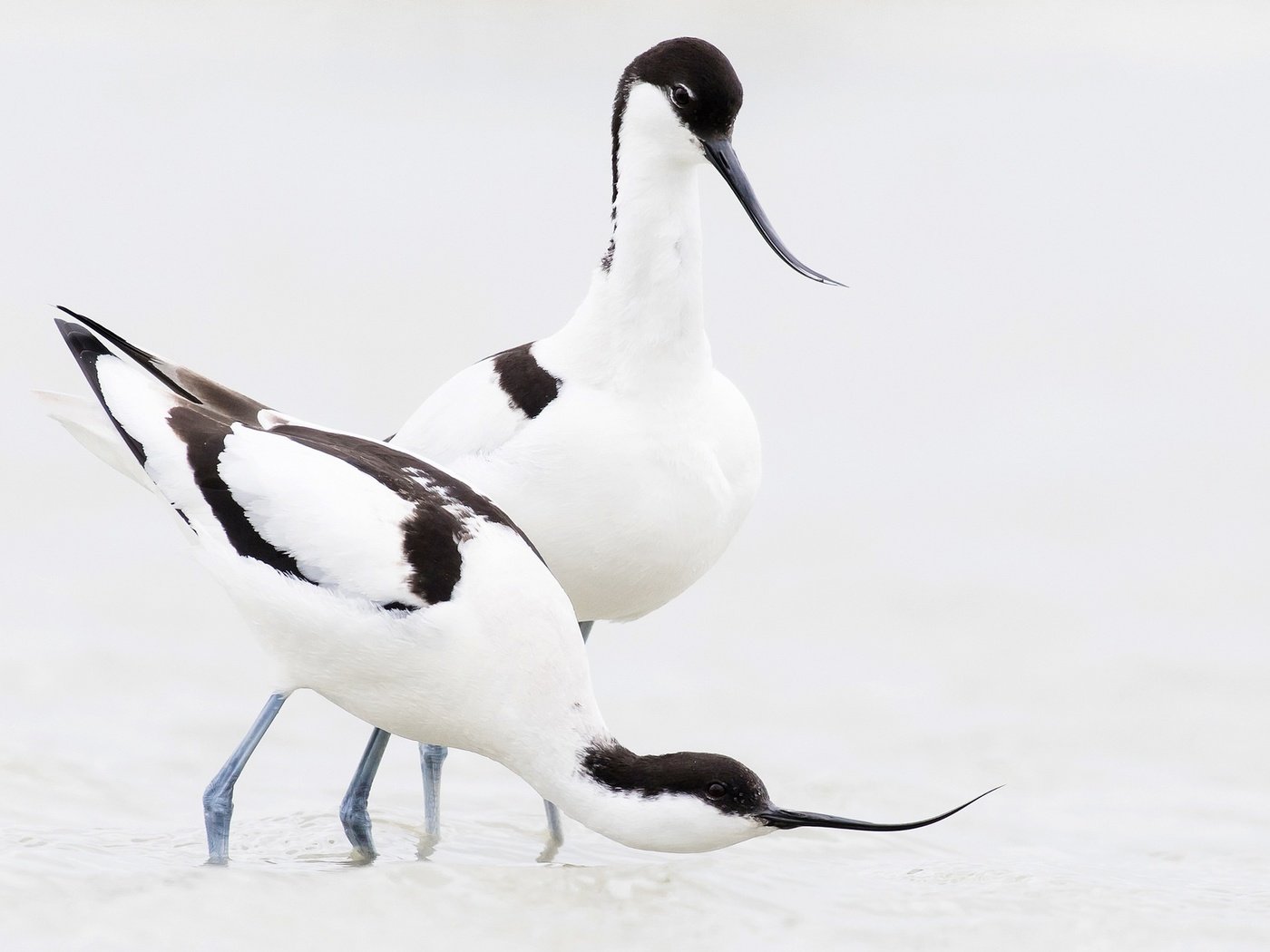 Обои птица, клюв, пара, шилоклювка, bird, beak, pair, pied avocet разрешение 2048x1233 Загрузить