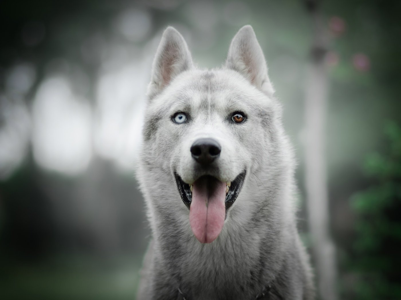 Обои взгляд, собака, хаски, язык, боке, разные глаза, look, dog, husky, language, bokeh, different eyes разрешение 6000x4000 Загрузить