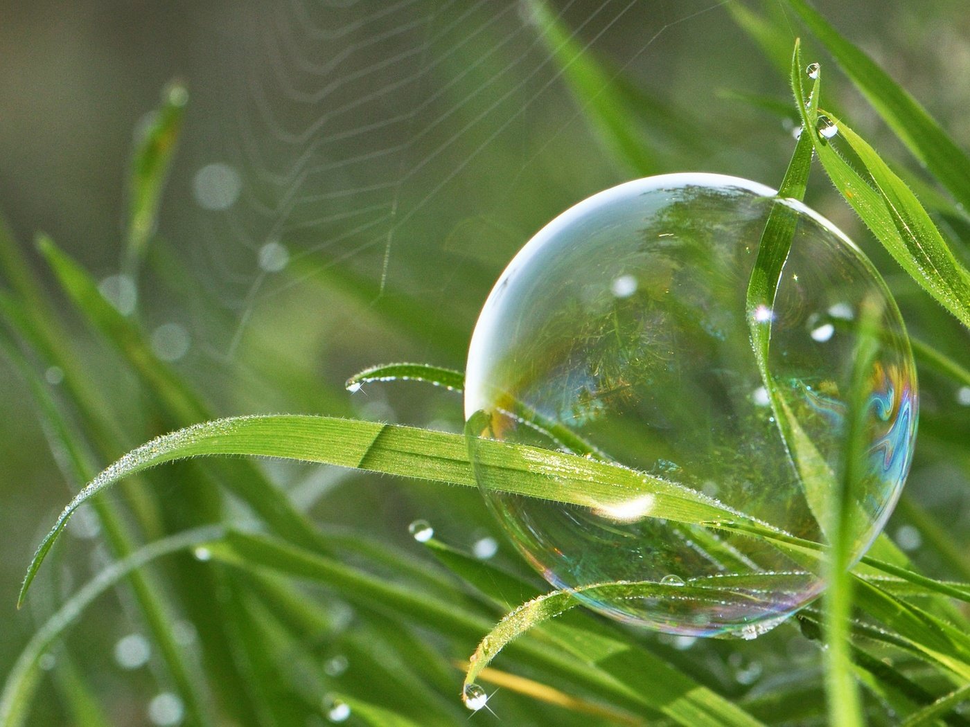 Обои трава, природа, макро, капли, паутина, боке, мыльный пузырь, grass, nature, macro, drops, web, bokeh, bubble разрешение 2048x1366 Загрузить