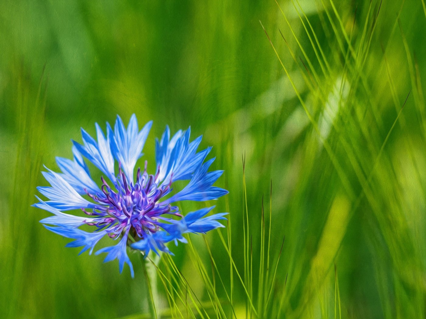 Обои трава, природа, макро, синий, цветок, лепестки, луг, василек, grass, nature, macro, blue, flower, petals, meadow, cornflower разрешение 2048x1365 Загрузить