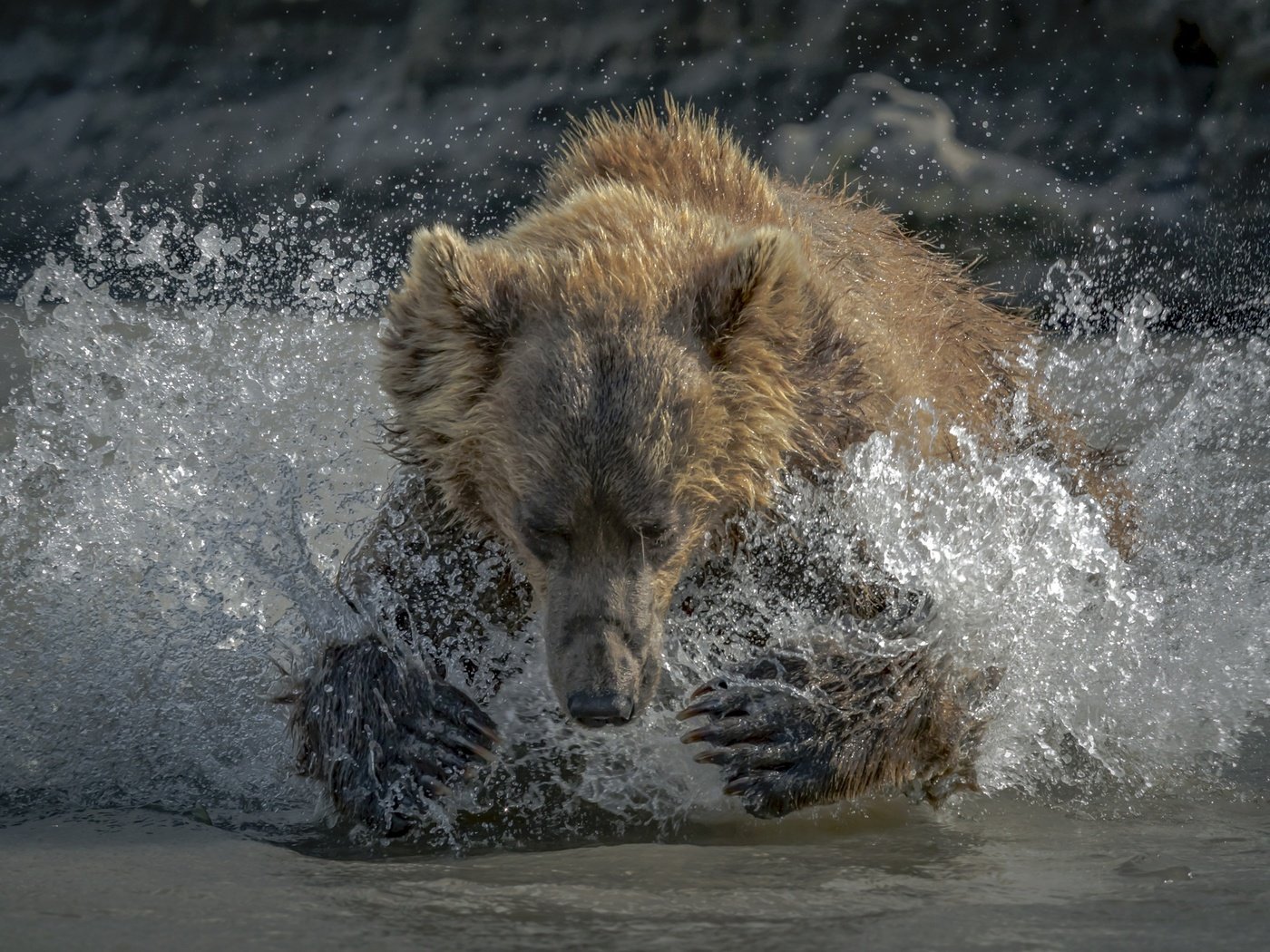 Обои морда, вода, лапы, медведь, брызги, face, water, paws, bear, squirt разрешение 2500x1667 Загрузить