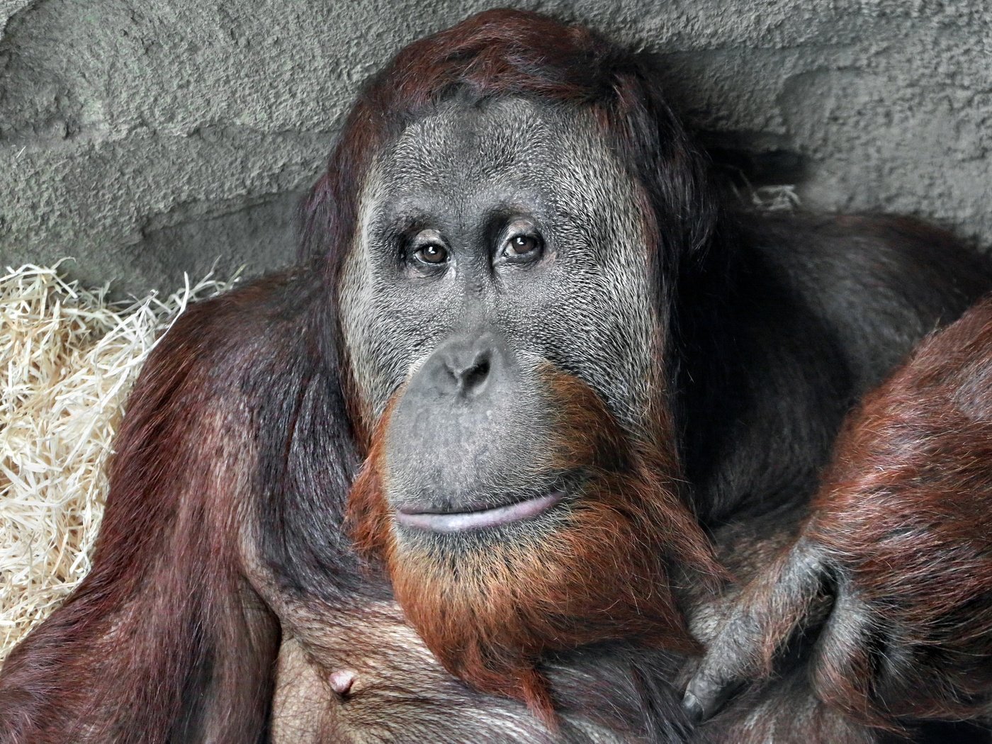 Обои морда, взгляд, обезьяна, примат, орангутанг, орангутан, face, look, monkey, the primacy of, orangutan разрешение 2048x1355 Загрузить