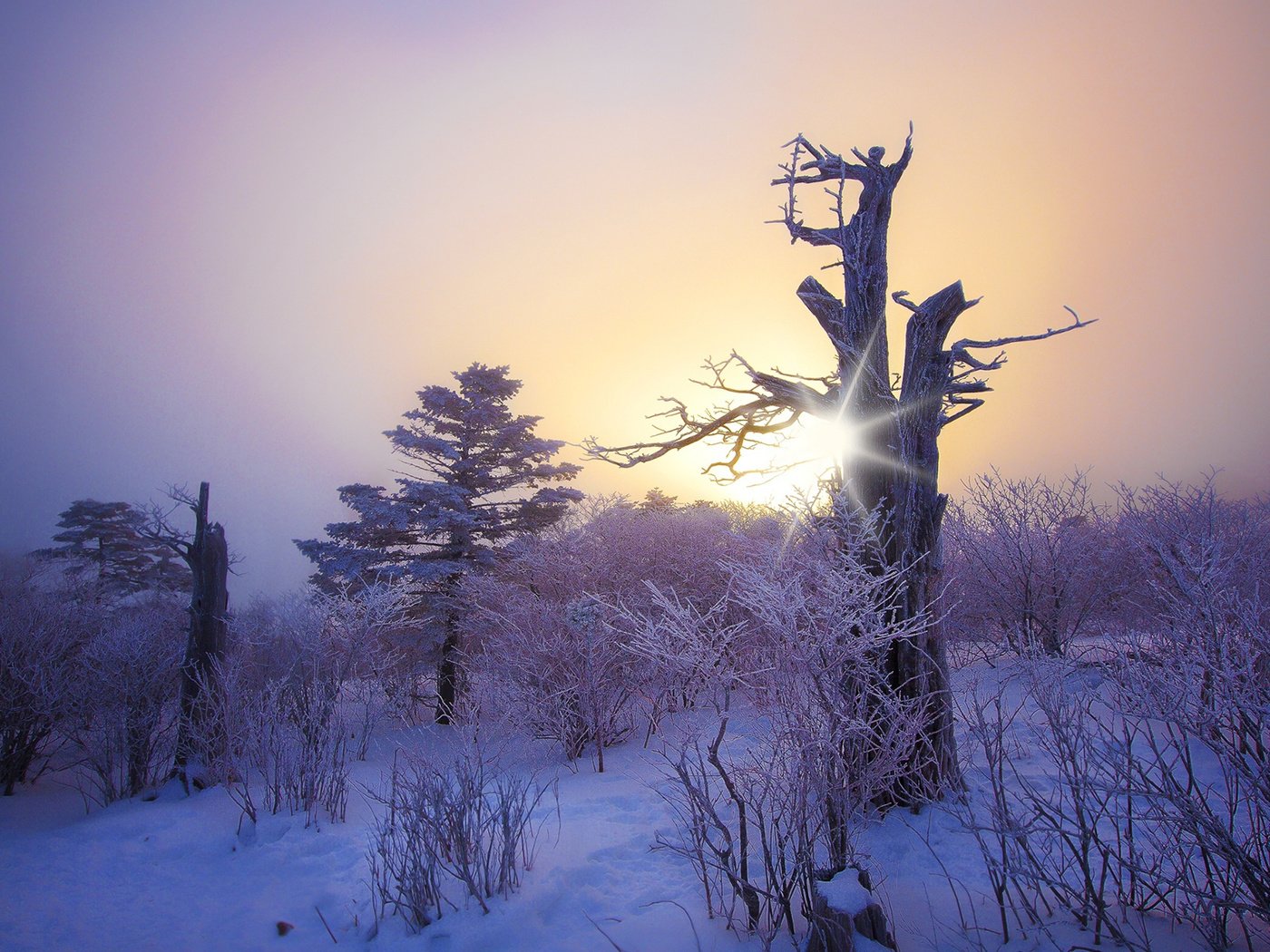 Обои снег, природа, дерево, лес, зима, коряга, snow, nature, tree, forest, winter, snag разрешение 1920x1200 Загрузить