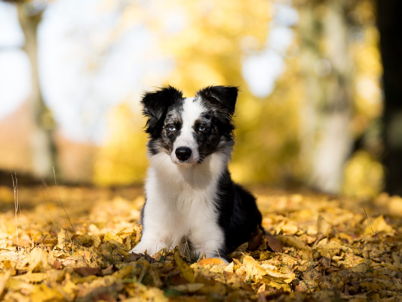 Обои листья, мордочка, взгляд, осень, австралийская овчарка, leaves, muzzle, look, autumn, australian shepherd разрешение 1920x1200 Загрузить