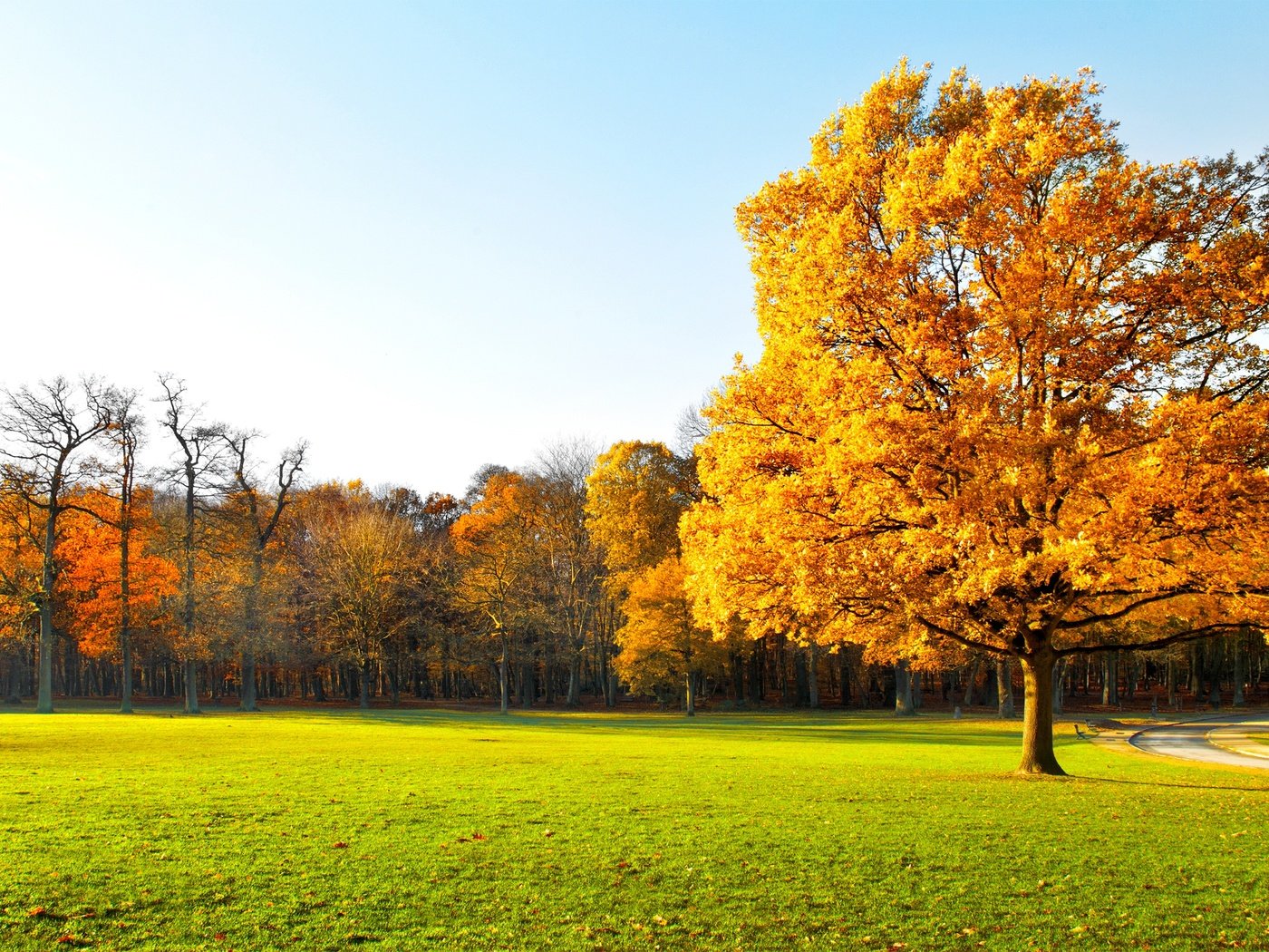 Обои небо, деревья, природа, пейзаж, осень, трава., the sky, trees, nature, landscape, autumn, grass. разрешение 7124x3426 Загрузить