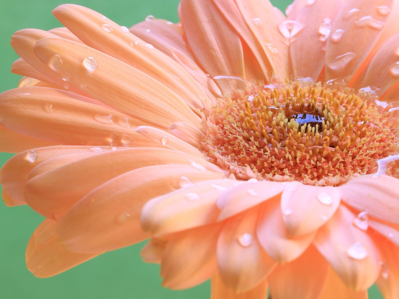 Обои макро, капли, лепестки, гербера, macro, drops, petals, gerbera разрешение 2048x1365 Загрузить