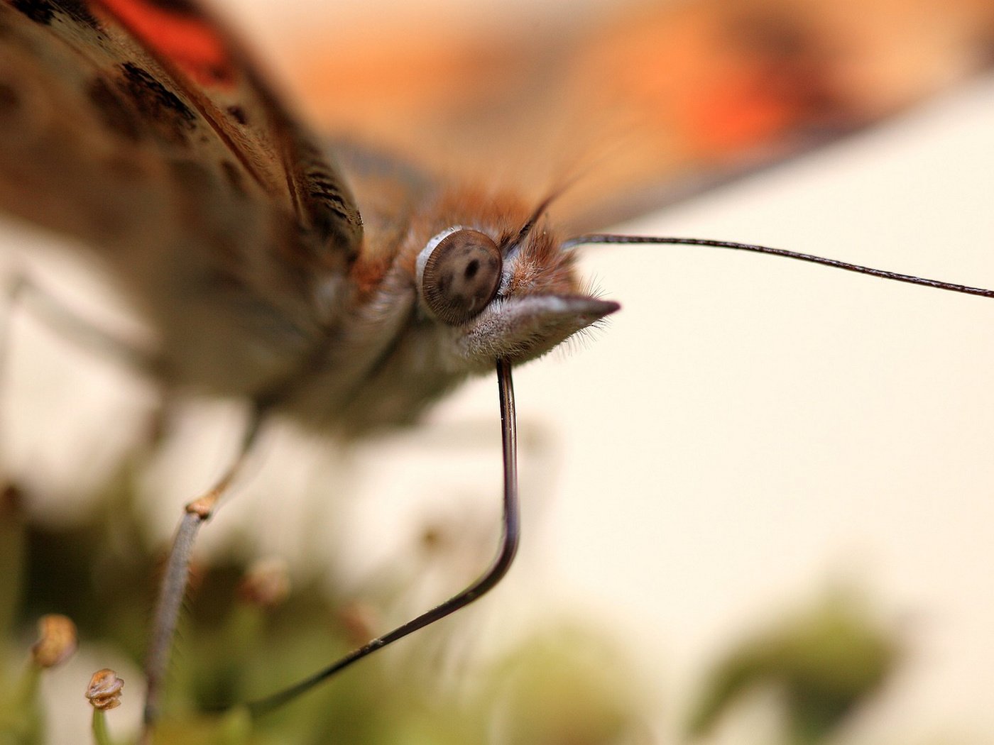 Обои макро, насекомое, бабочка, крылья, macro, insect, butterfly, wings разрешение 1920x1146 Загрузить