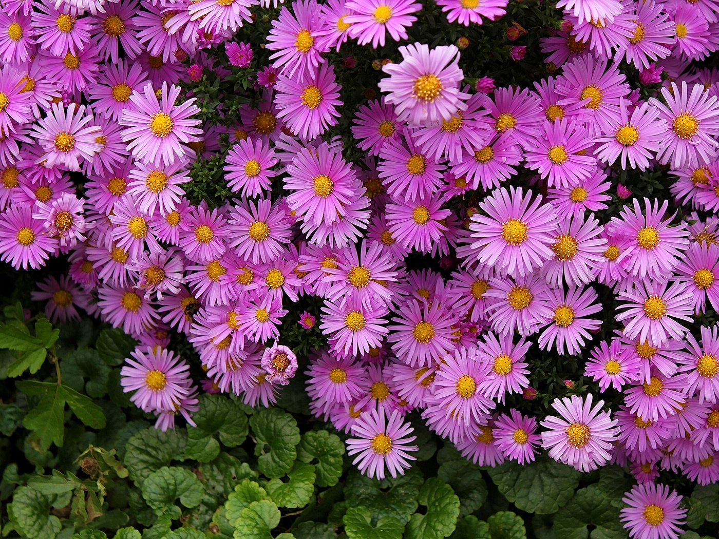 Обои цветы, много, астры, астра альпийская, flowers, a lot, asters, alpine aster разрешение 2421x1651 Загрузить