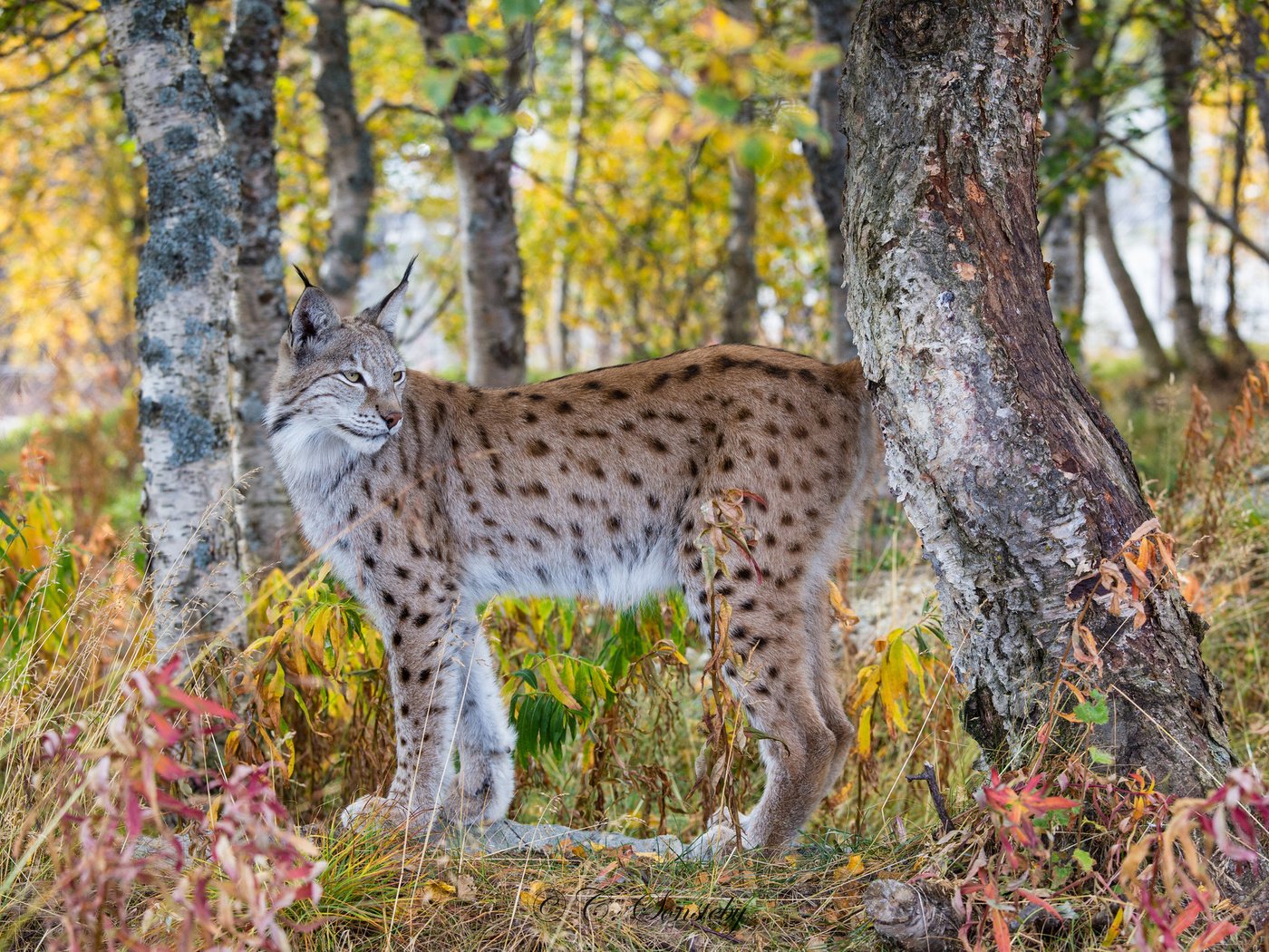 Обои лес, рысь, осень, хищник, forest, lynx, autumn, predator разрешение 2048x1365 Загрузить