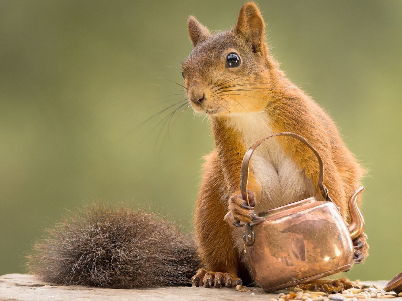 Обои мордочка, взгляд, белка, чайник, белочка, geert weggen, muzzle, look, protein, kettle, squirrel разрешение 1920x1200 Загрузить