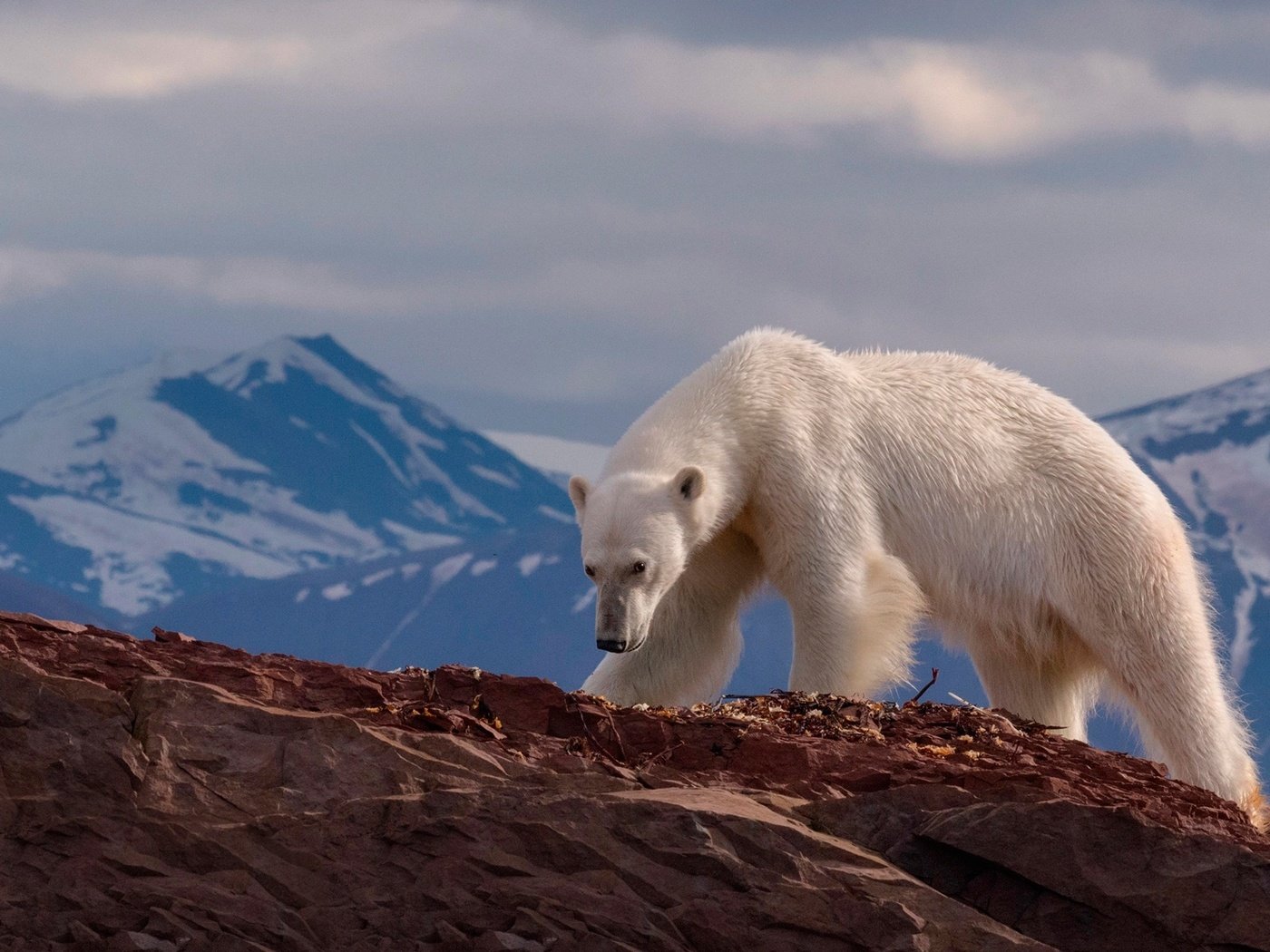 Обои горы, медведь, хищник, животное, белый медведь, mike reyfman, mountains, bear, predator, animal, polar bear разрешение 1920x1200 Загрузить