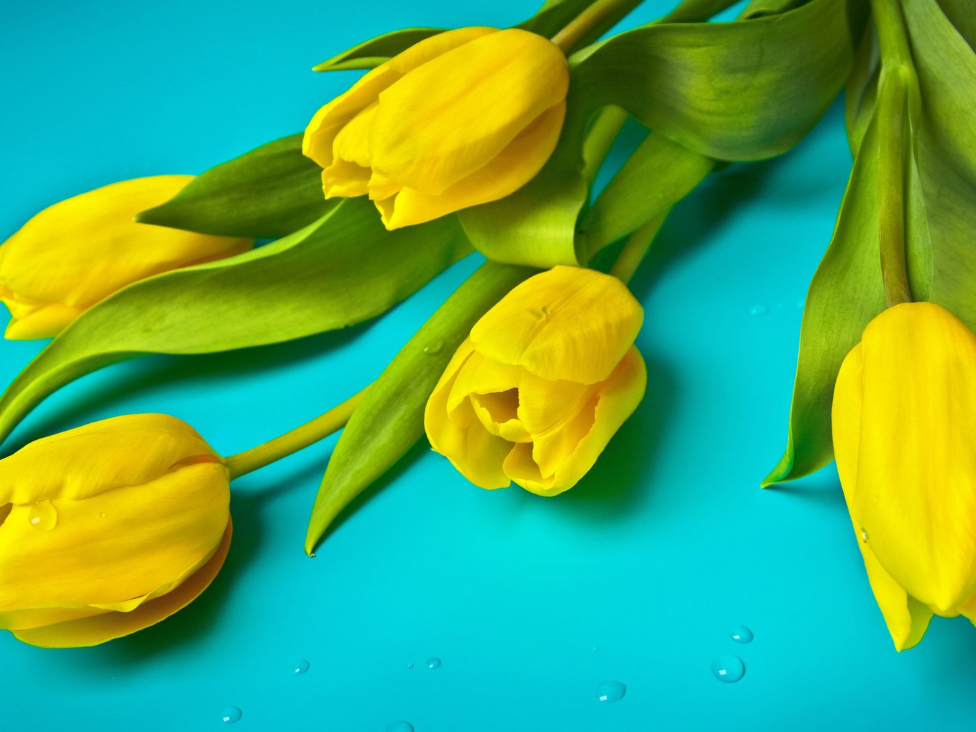 Обои цветы, тюльпаны, flowers, tulips разрешение 3840x2400 Загрузить