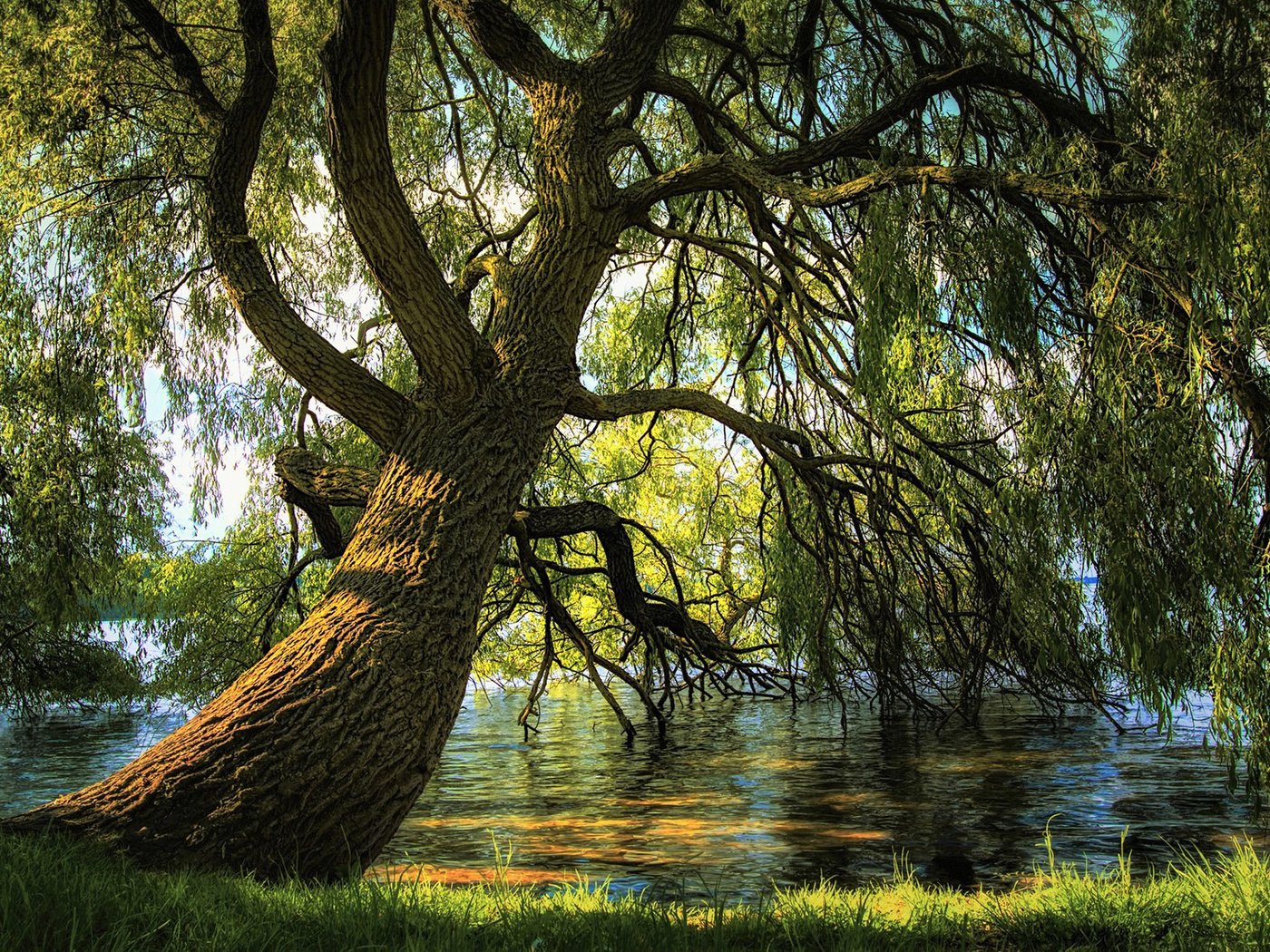 Обои река, природа, дерево, ветки, ива, river, nature, tree, branches, iva разрешение 1920x1200 Загрузить