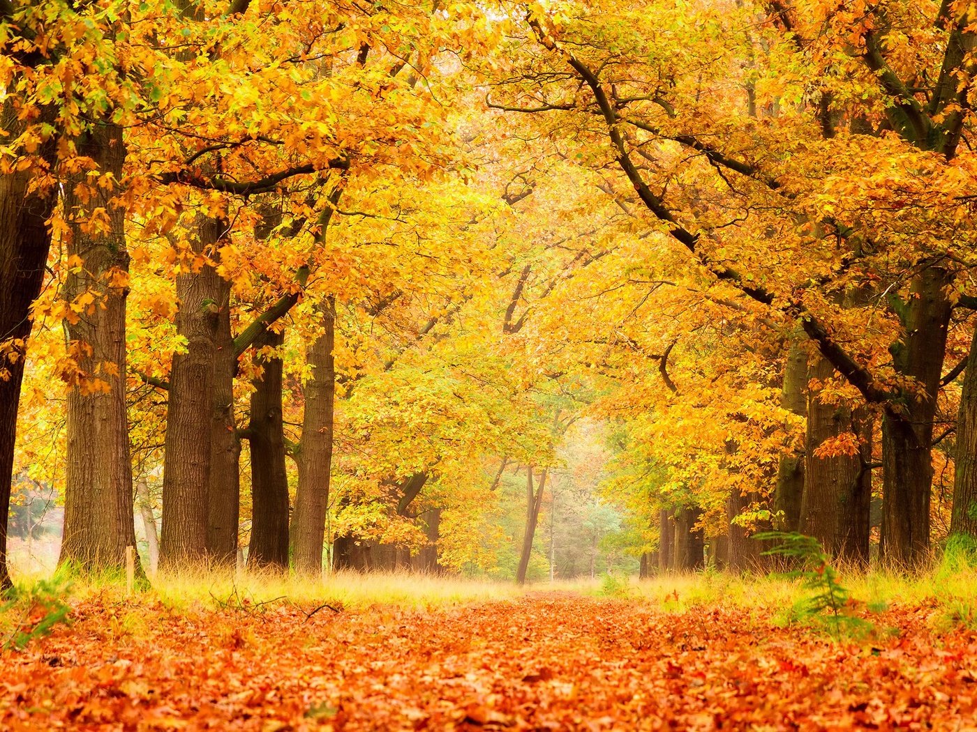 Обои деревья, природа, лес, листья, парк, осень, trees, nature, forest, leaves, park, autumn разрешение 2560x1600 Загрузить
