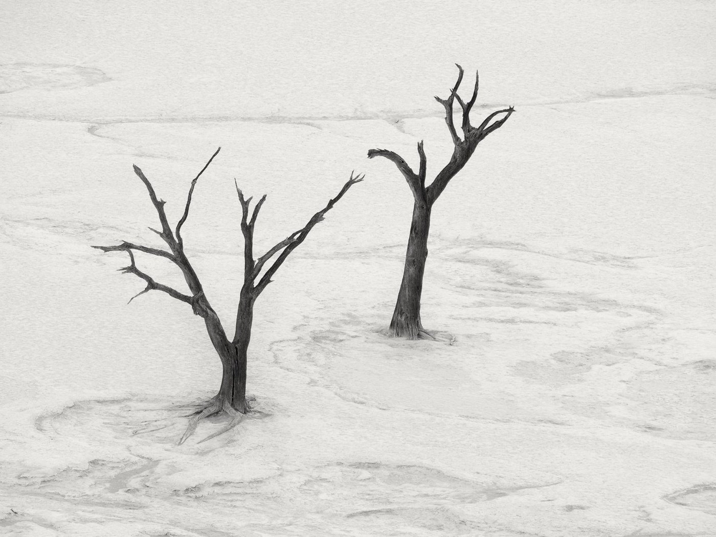 Обои дерево, пейзаж, пустыня, чёрно-белое, tree, landscape, desert, black and white разрешение 2048x1300 Загрузить