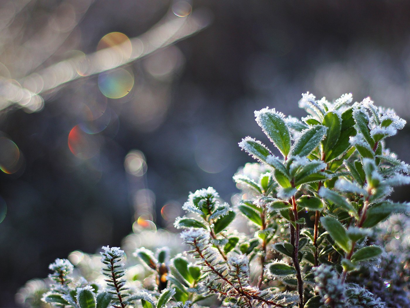 Обои снег, листья, макро, иней, холод, растение, кристаллы, боке, snow, leaves, macro, frost, cold, plant, crystals, bokeh разрешение 1920x1080 Загрузить