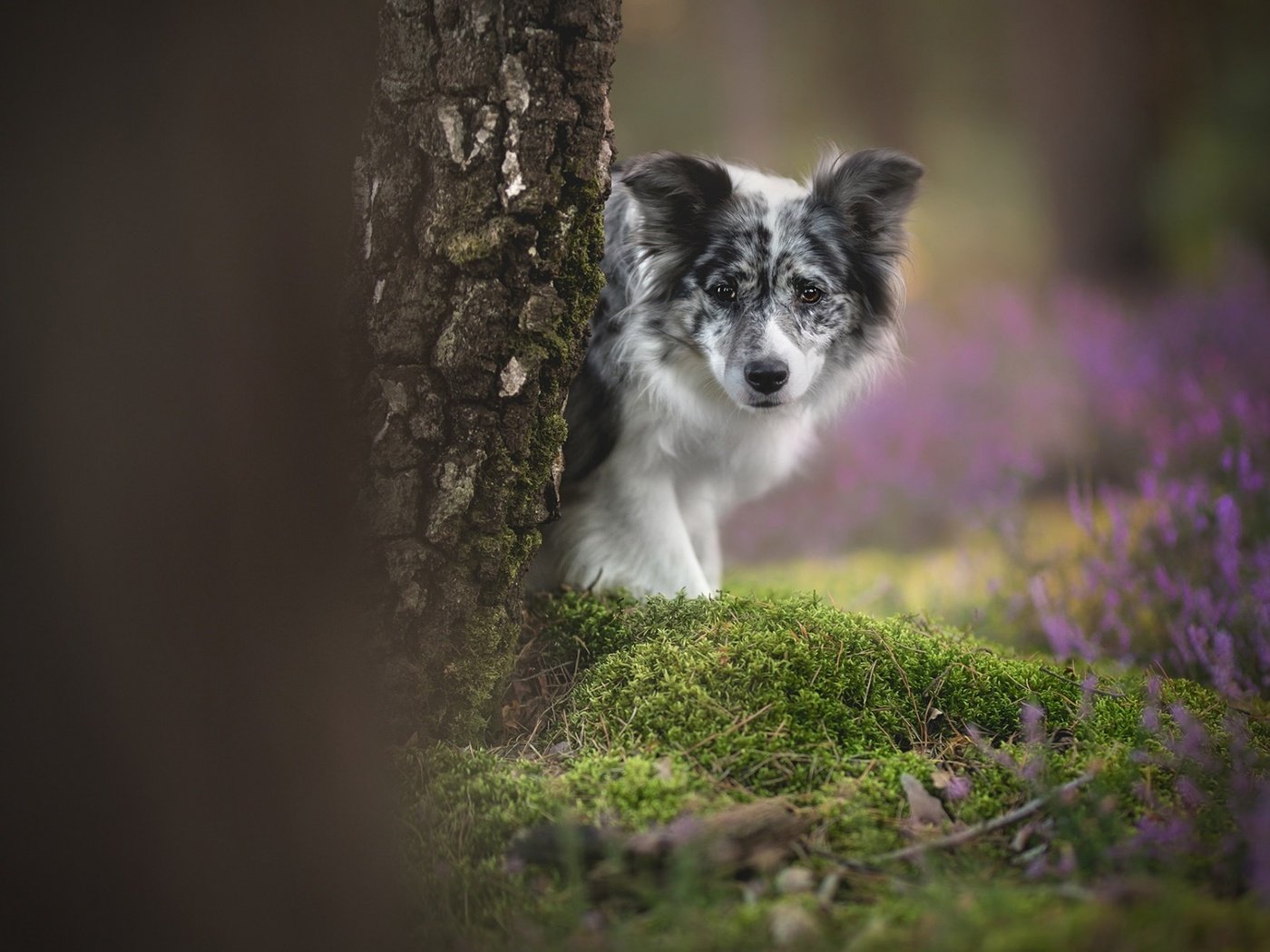 Обои цветы, дерево, взгляд, собака, мох, боке, бордер-колли, flowers, tree, look, dog, moss, bokeh, the border collie разрешение 1920x1200 Загрузить