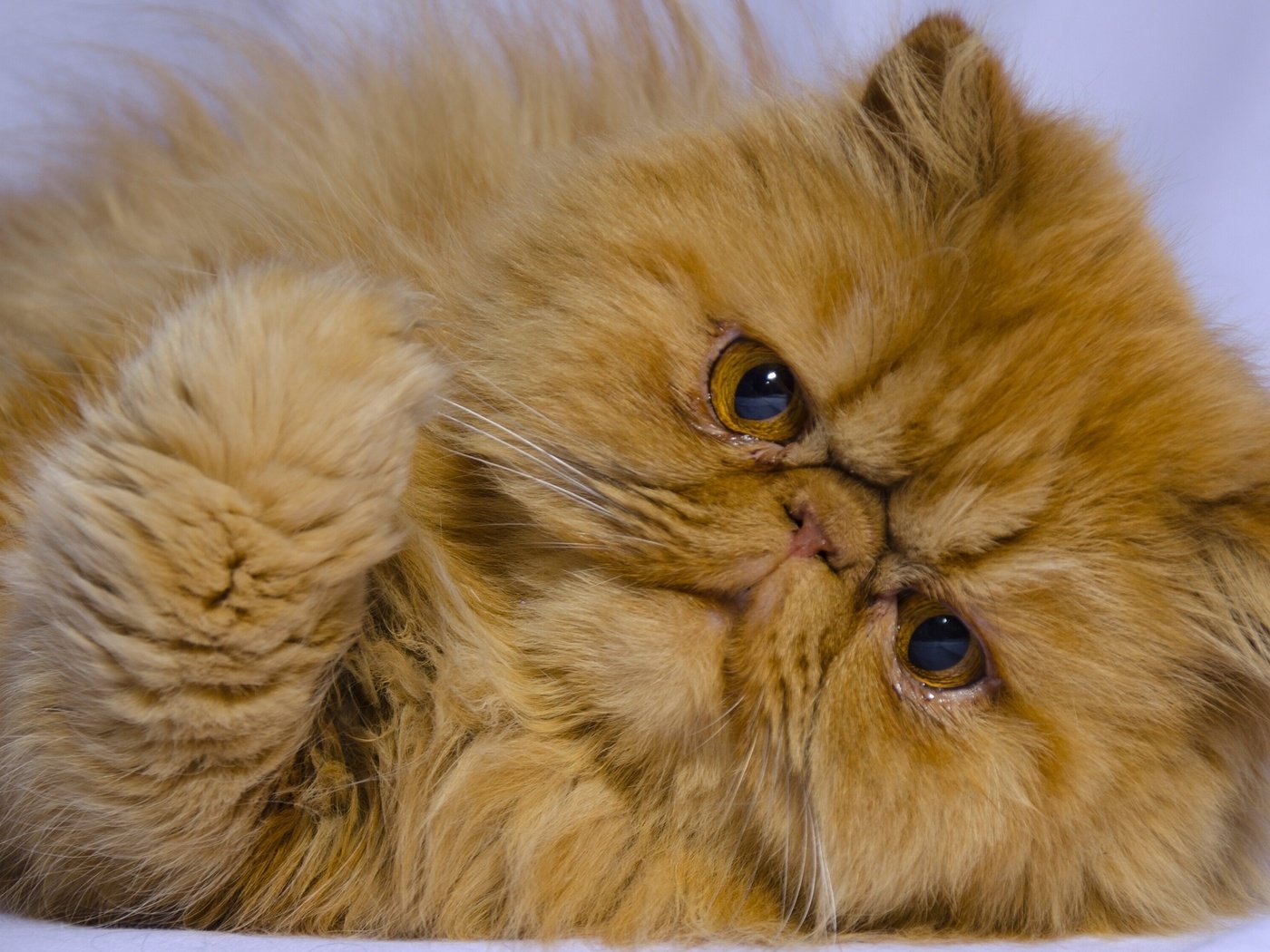 Обои кот, мордочка, усы, кошка, взгляд, персидская кошка, cat, muzzle, mustache, look, persian cat разрешение 2880x1800 Загрузить