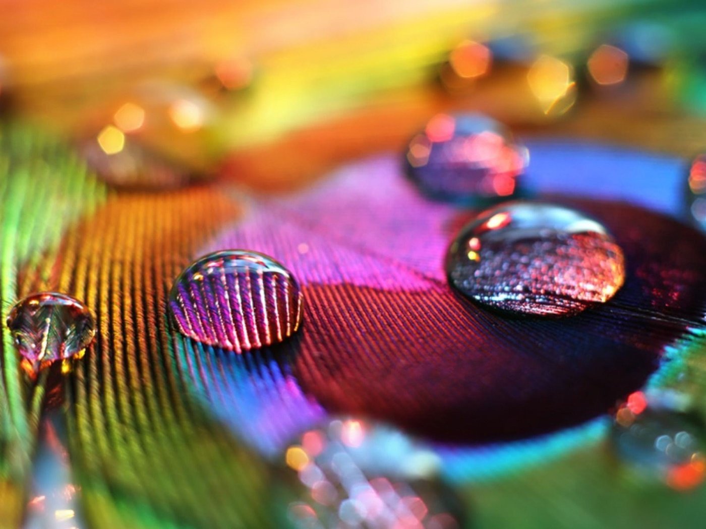 Обои макро, капли, перо, капли воды, крупным планом, перо павлина, macro, drops, pen, water drops, closeup, peacock feather разрешение 1920x1200 Загрузить