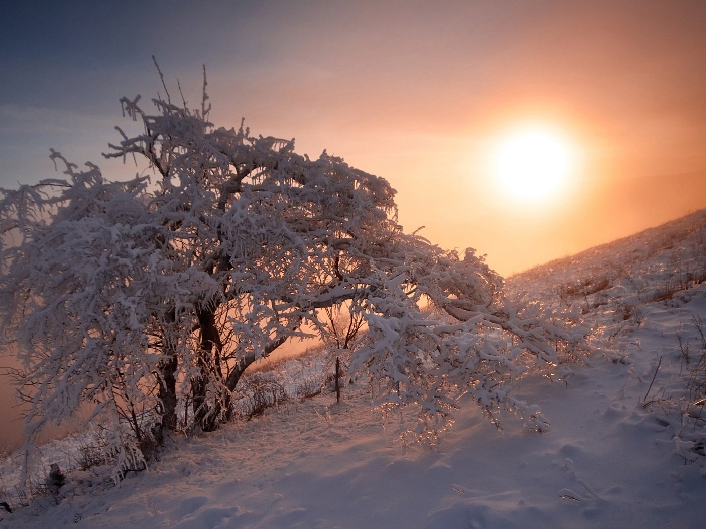 Обои снег, природа, дерево, закат, зима, егор никифоров, snow, nature, tree, sunset, winter, egor nikiforov разрешение 1920x1200 Загрузить