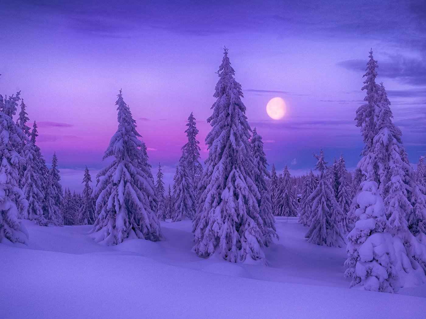 Обои ночь, деревья, снег, природа, лес, зима, луна, ели, night, trees, snow, nature, forest, winter, the moon, ate разрешение 1920x1200 Загрузить