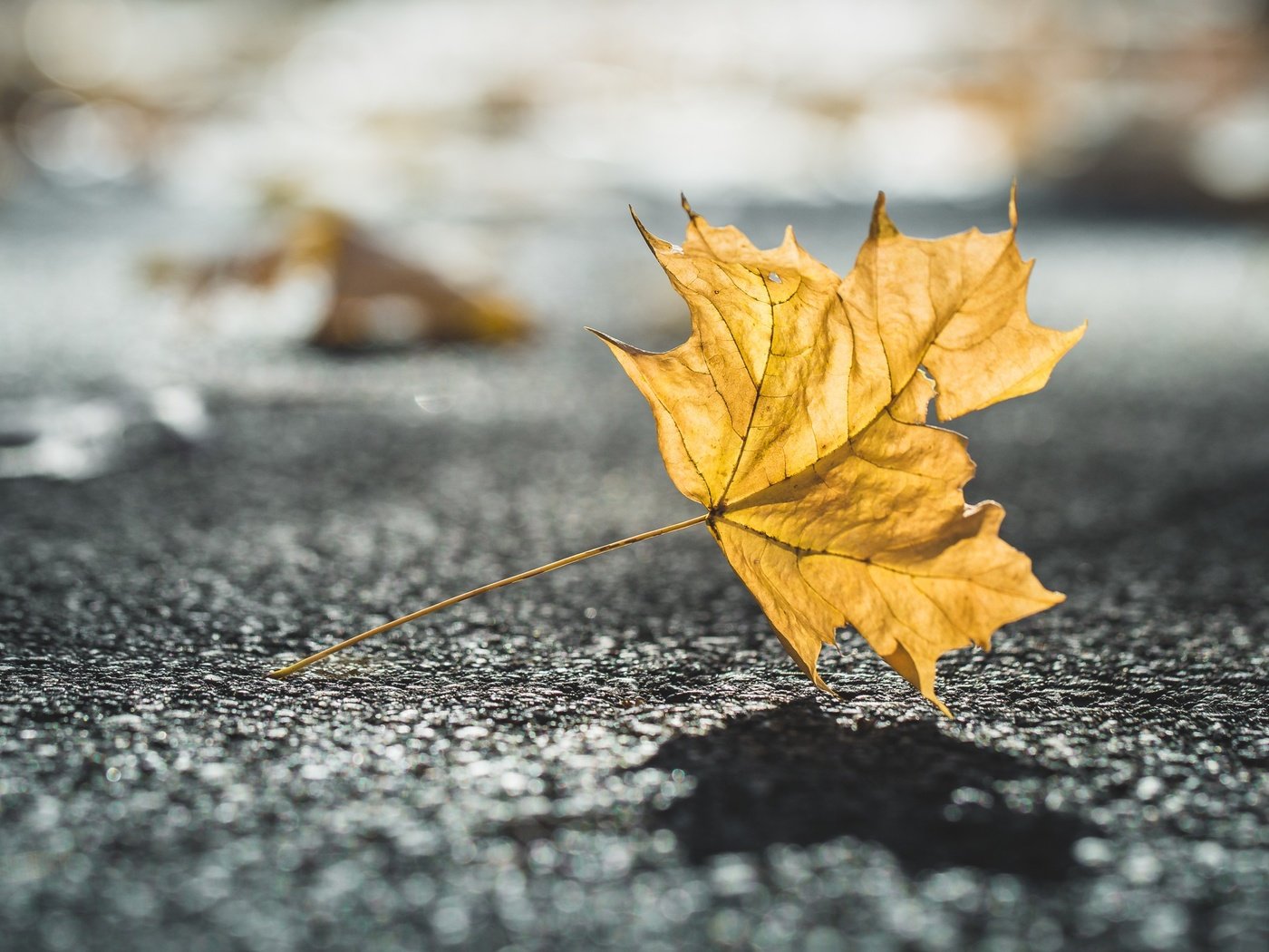 Обои природа, макро, осень, лист, размытость, тень, nature, macro, autumn, sheet, blur, shadow разрешение 2880x1800 Загрузить