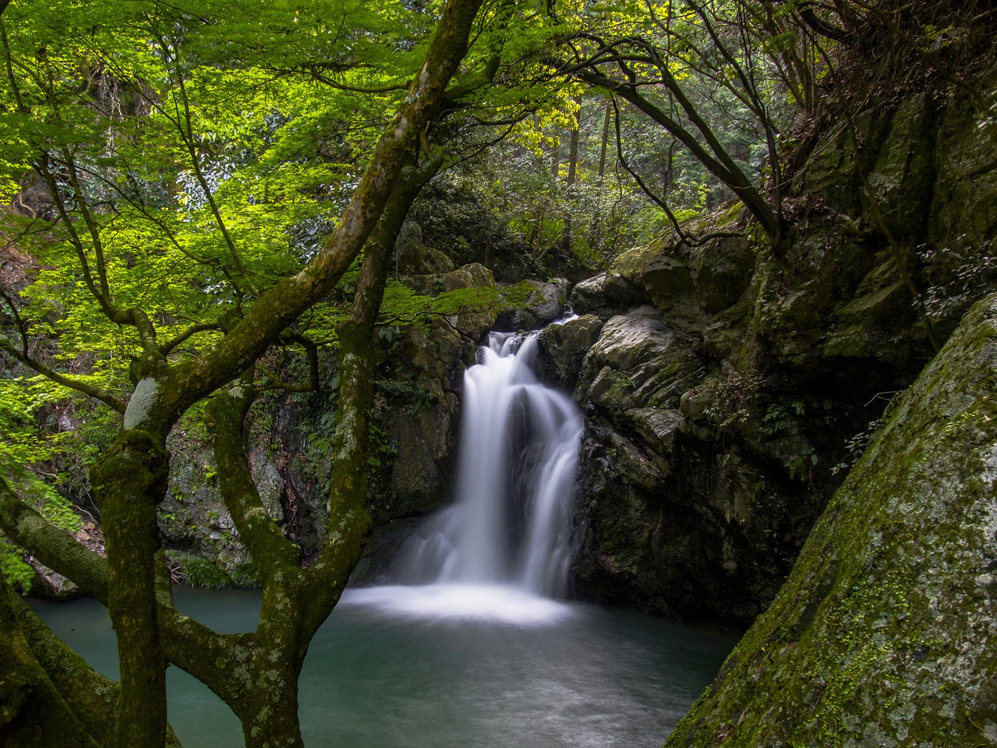 Обои деревья, река, природа, лес, водопад, мох, trees, river, nature, forest, waterfall, moss разрешение 1920x1200 Загрузить