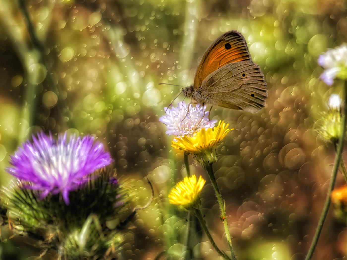 Обои цветы, насекомое, бабочка, крылья, блики, theophilos papadopoulos, flowers, insect, butterfly, wings, glare разрешение 5784x3856 Загрузить