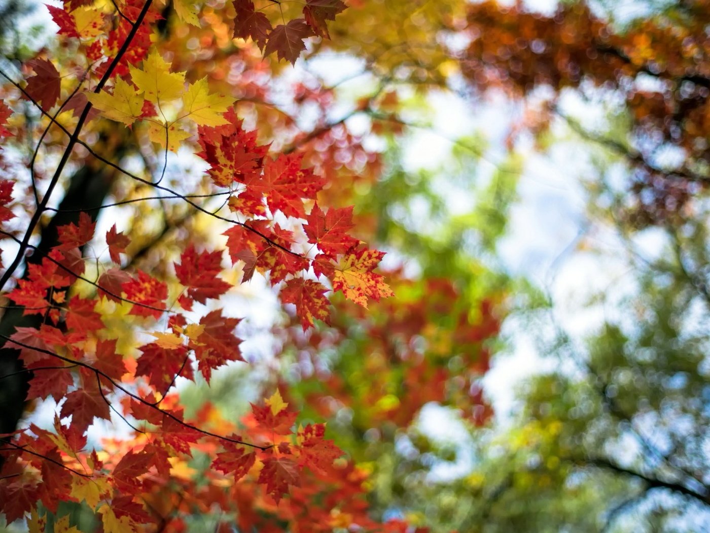 Обои листья, макро, ветки, осень, leaves, macro, branches, autumn разрешение 1920x1200 Загрузить