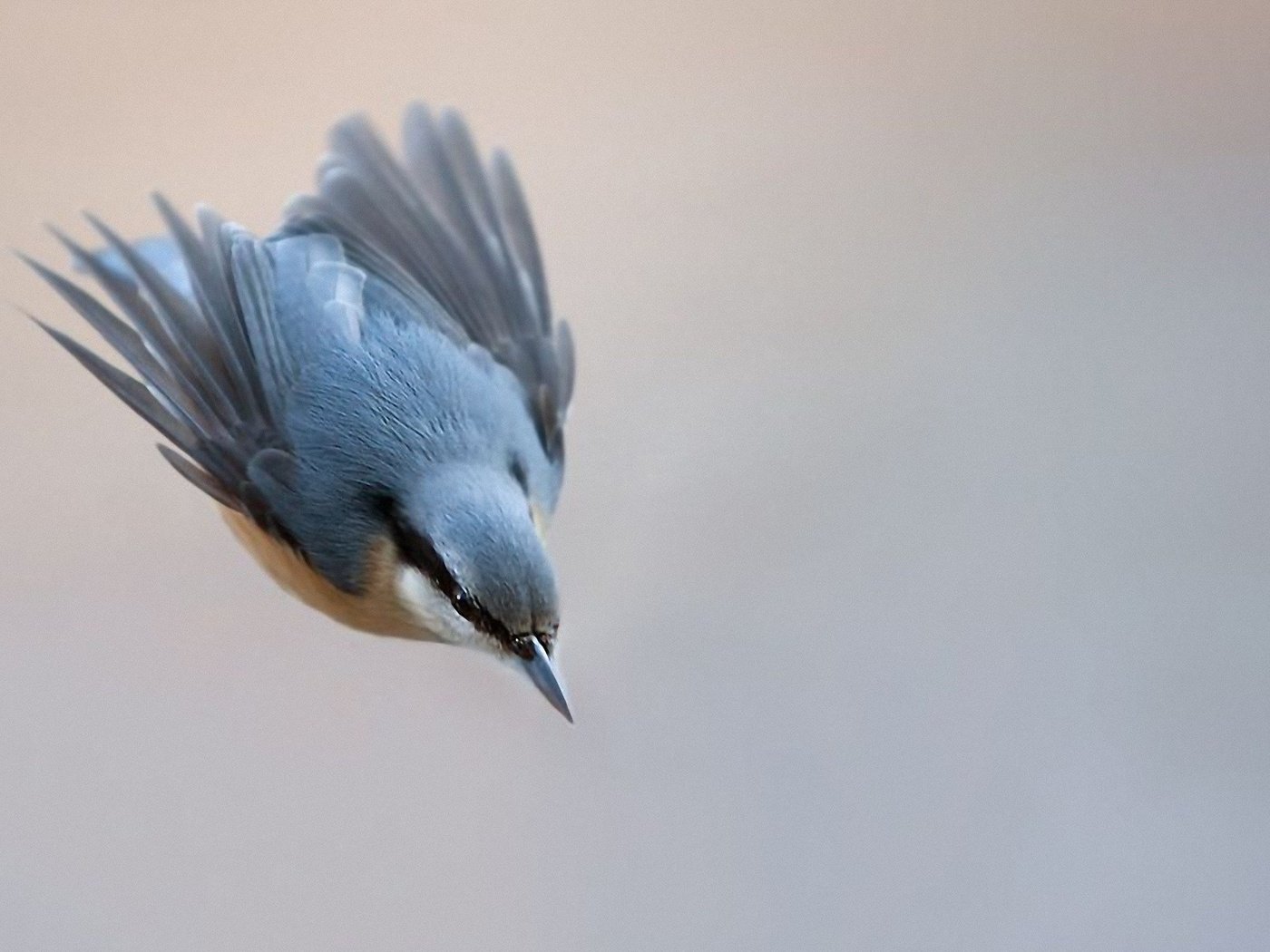 Обои природа, полет, птица, клюв, перья, синица, лазоревка, nature, flight, bird, beak, feathers, tit, blue tit разрешение 1920x1200 Загрузить