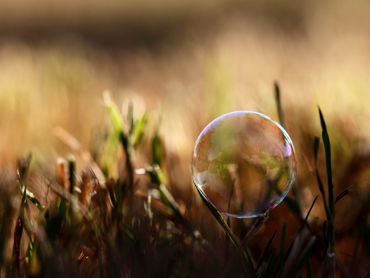 Обои трава, природа, размытость, мыльный пузырь, grass, nature, blur, bubble разрешение 2560x1600 Загрузить