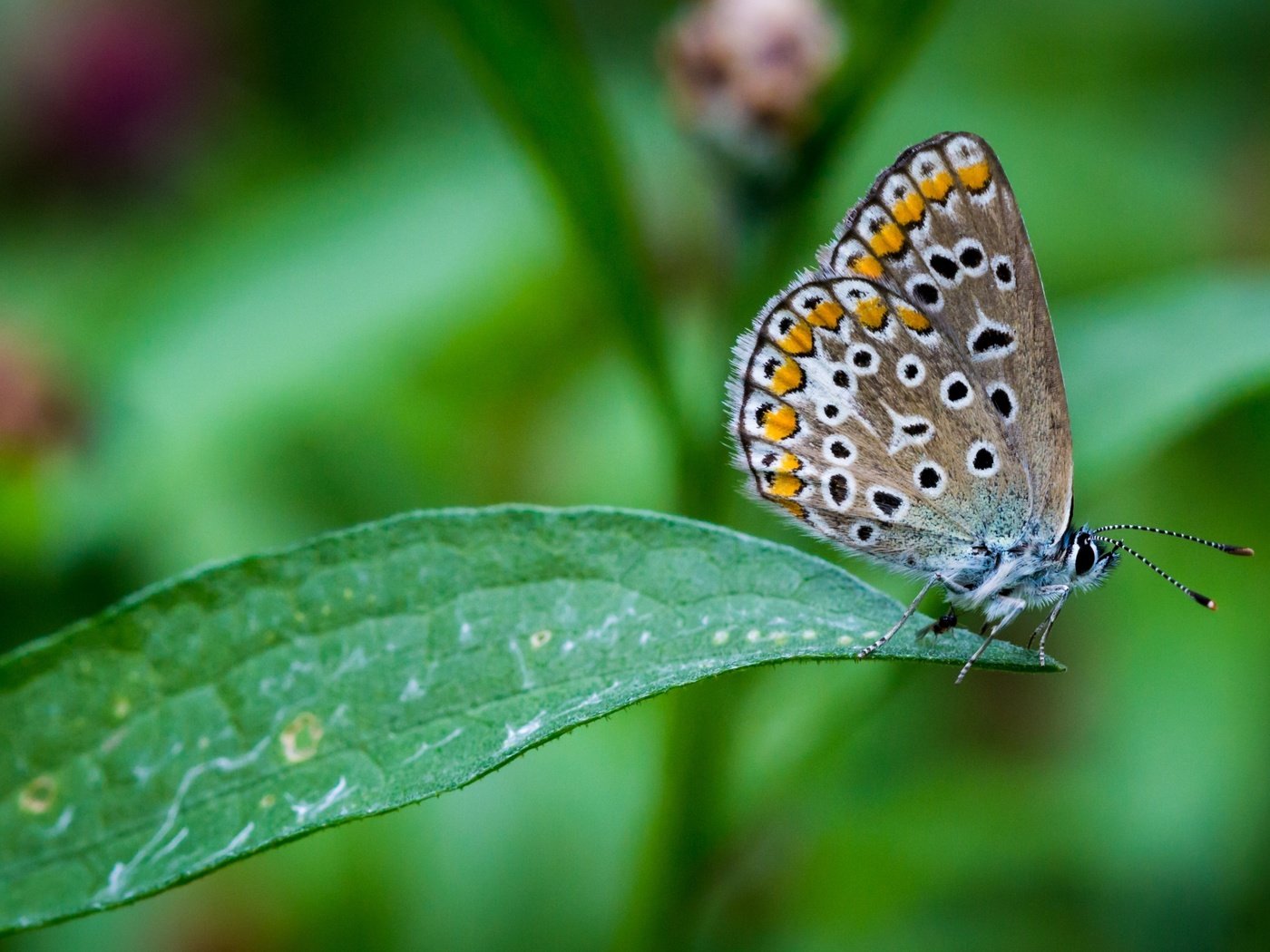 Обои насекомое, бабочка, крылья, лист, растение, insect, butterfly, wings, sheet, plant разрешение 3840x2160 Загрузить