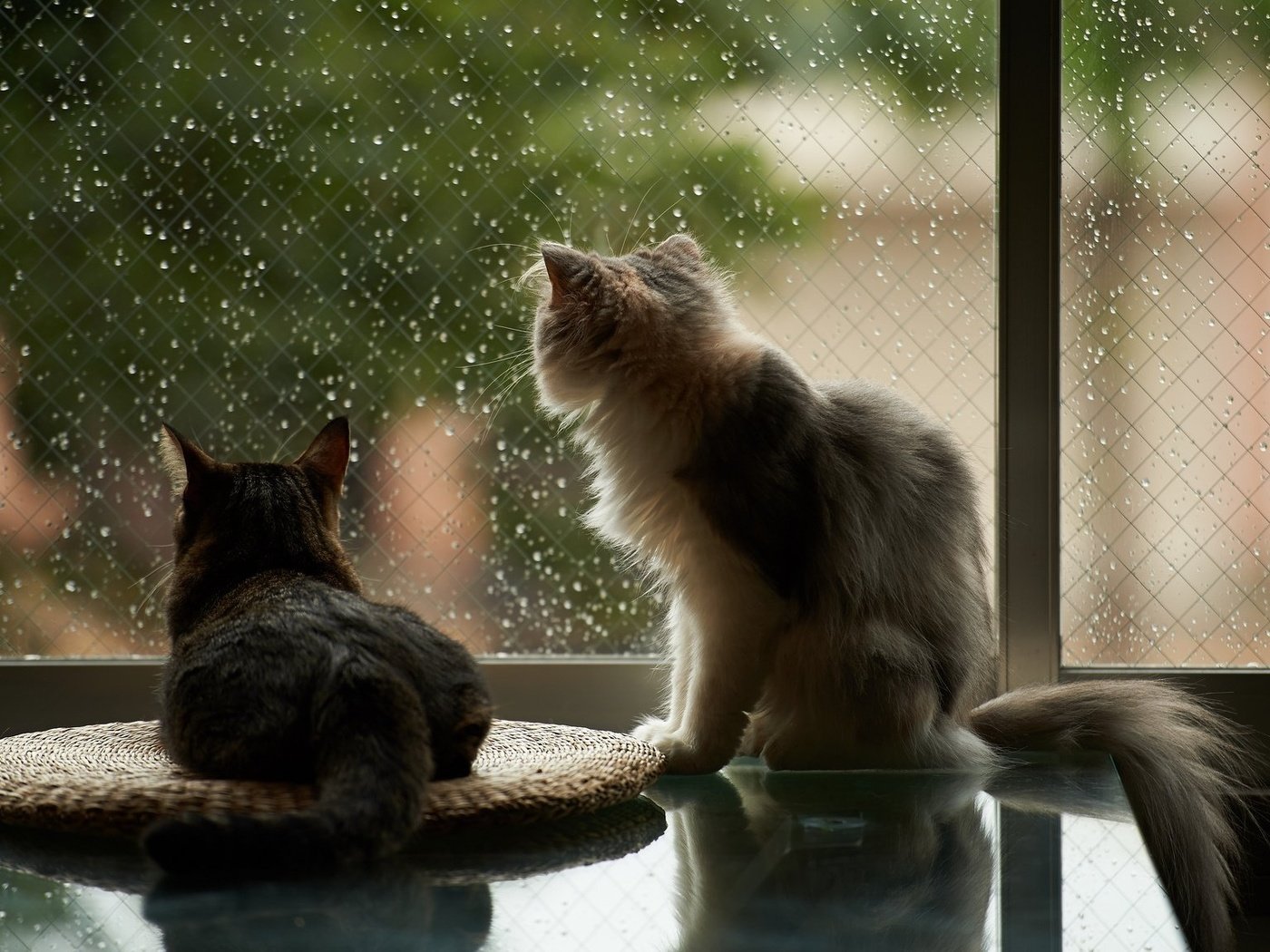 Обои капли, дождь, пушистые, коты, окно, кошки, drops, rain, fluffy, cats, window разрешение 2048x1152 Загрузить