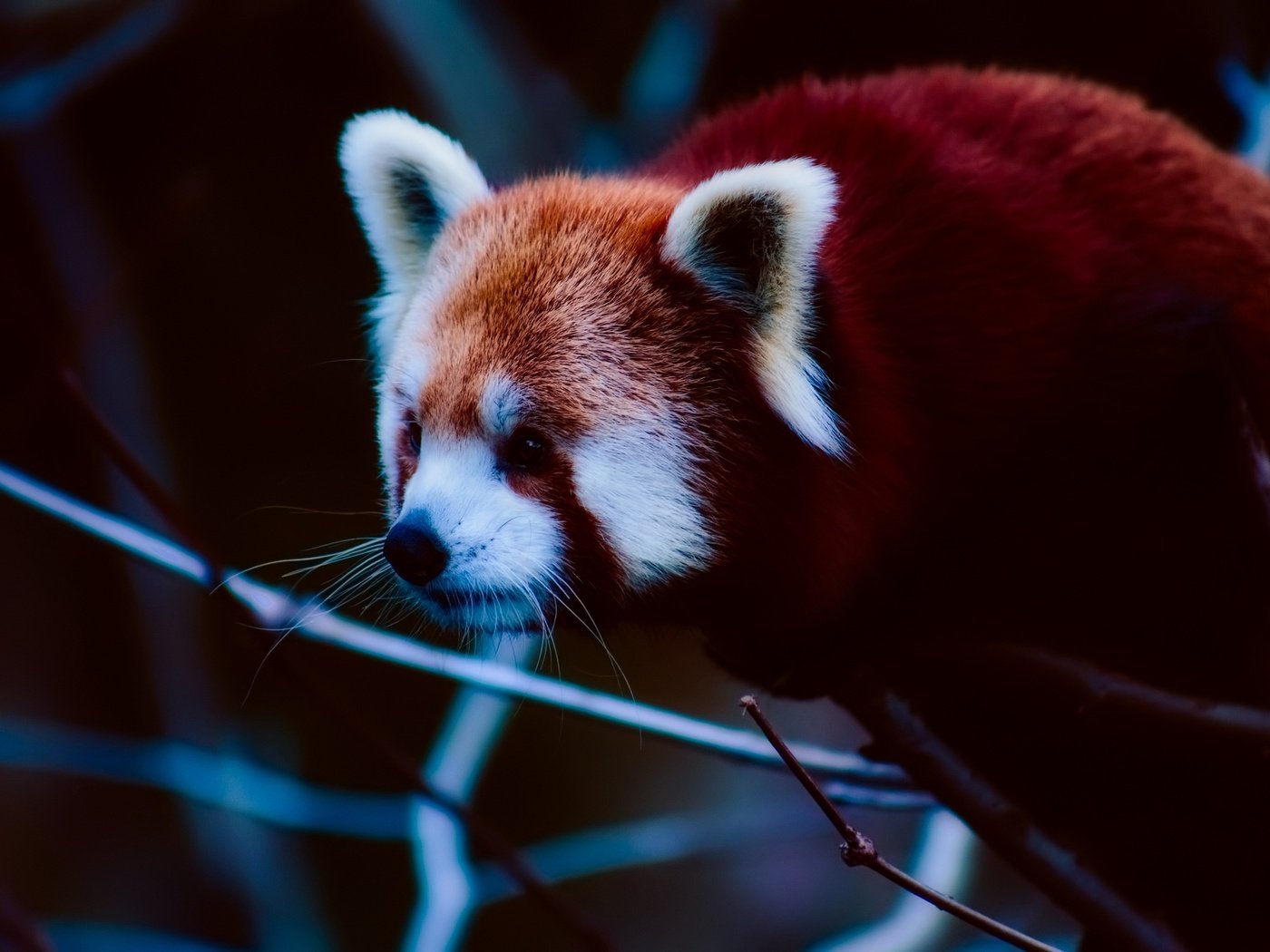Обои морда, ветки, панда, животное, красная панда, малая панда, face, branches, panda, animal, red panda разрешение 2000x1333 Загрузить