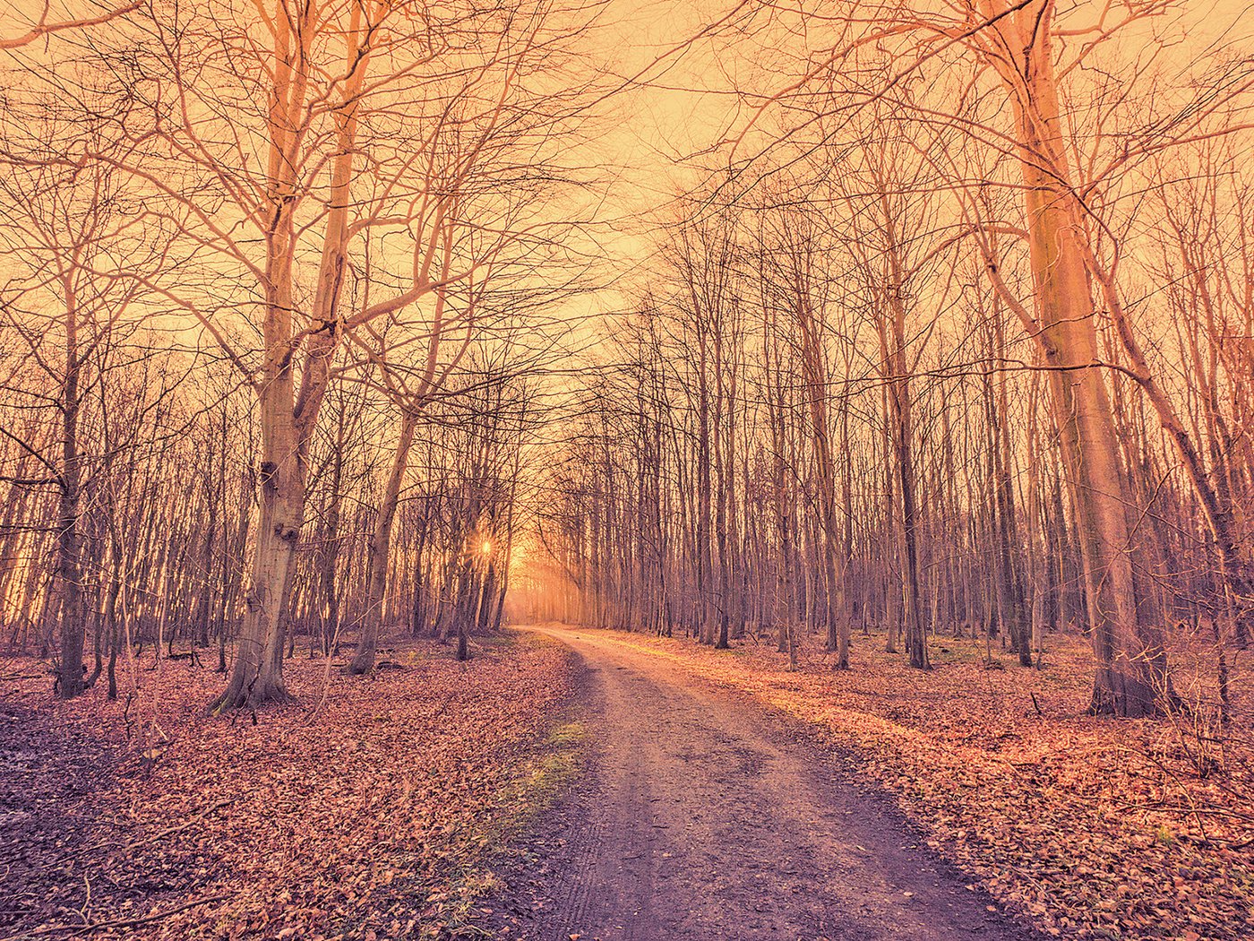 Обои дорога, kasper nymann, деревья, природа, лес, парк, стволы, листва, осень, road, trees, nature, forest, park, trunks, foliage, autumn разрешение 1920x1200 Загрузить