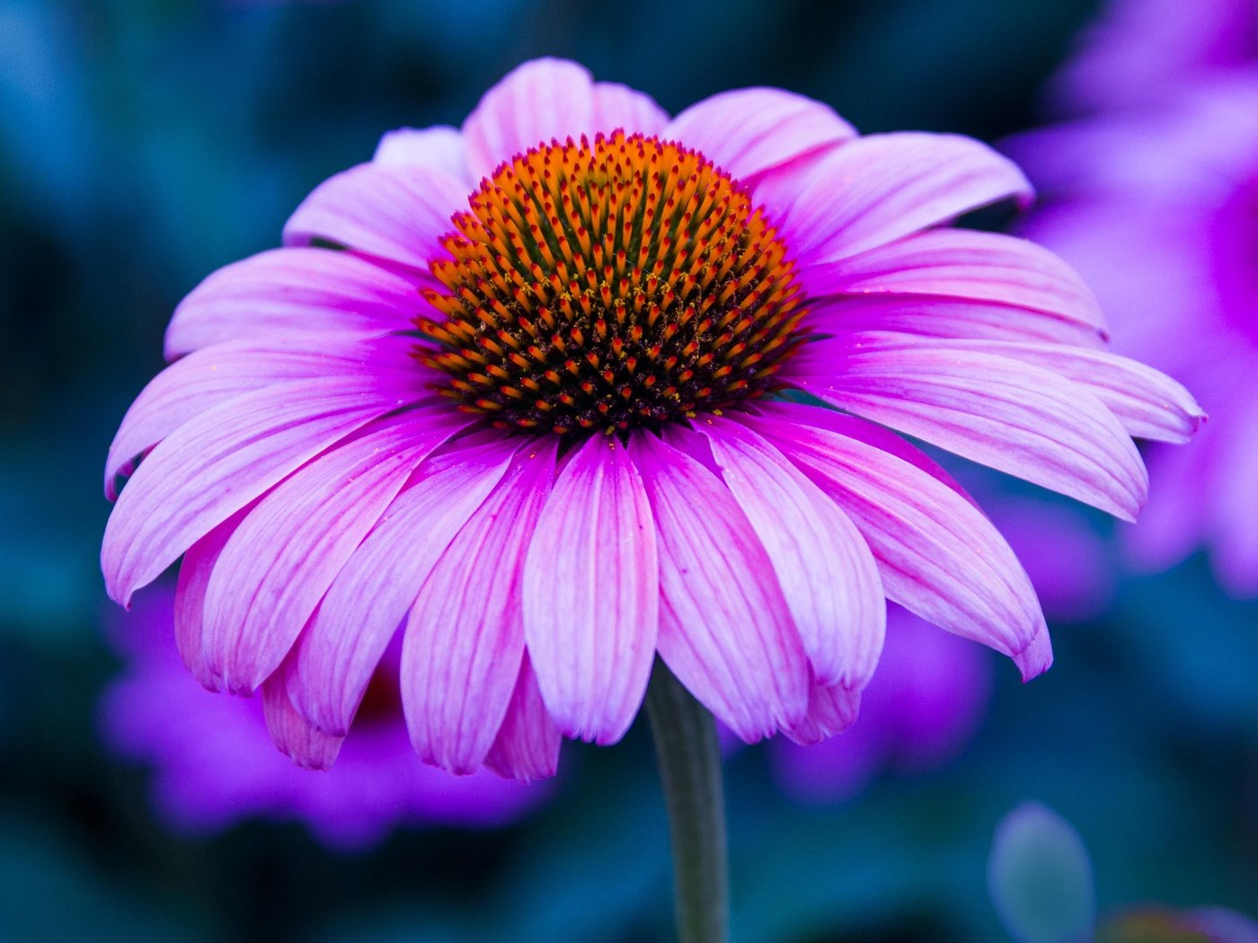 Обои цветы, макро, лепестки, размытость, эхинацея, flowers, macro, petals, blur, echinacea разрешение 3840x2160 Загрузить